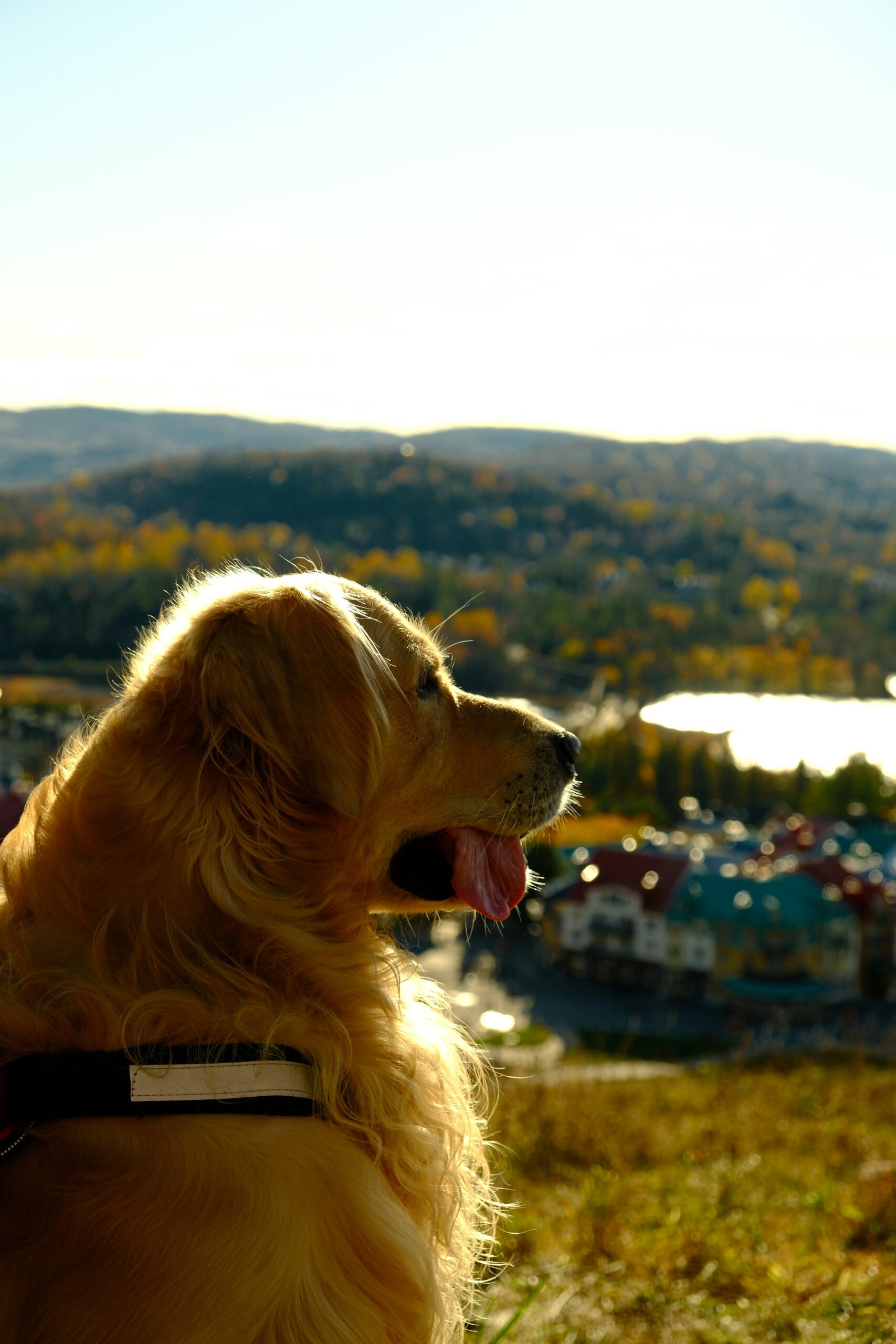 Golden retriever enjoying a scenic mountain view during autumn, tongue out