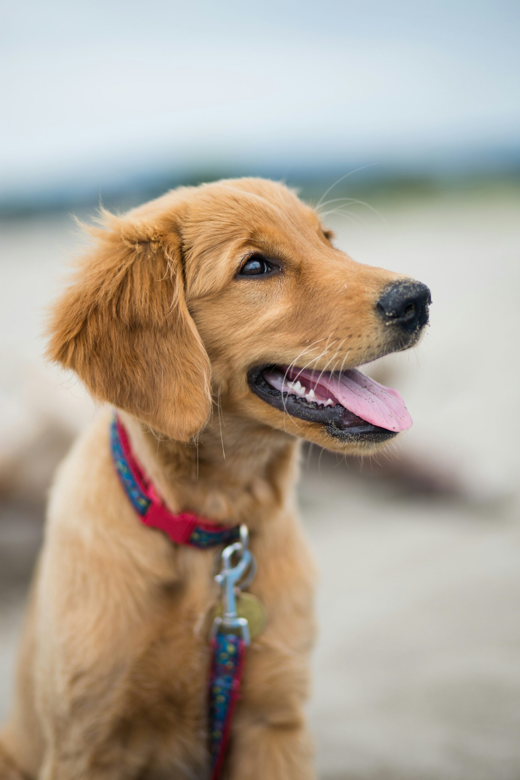 Golden retriever puppy with a red collar smiling at the beach