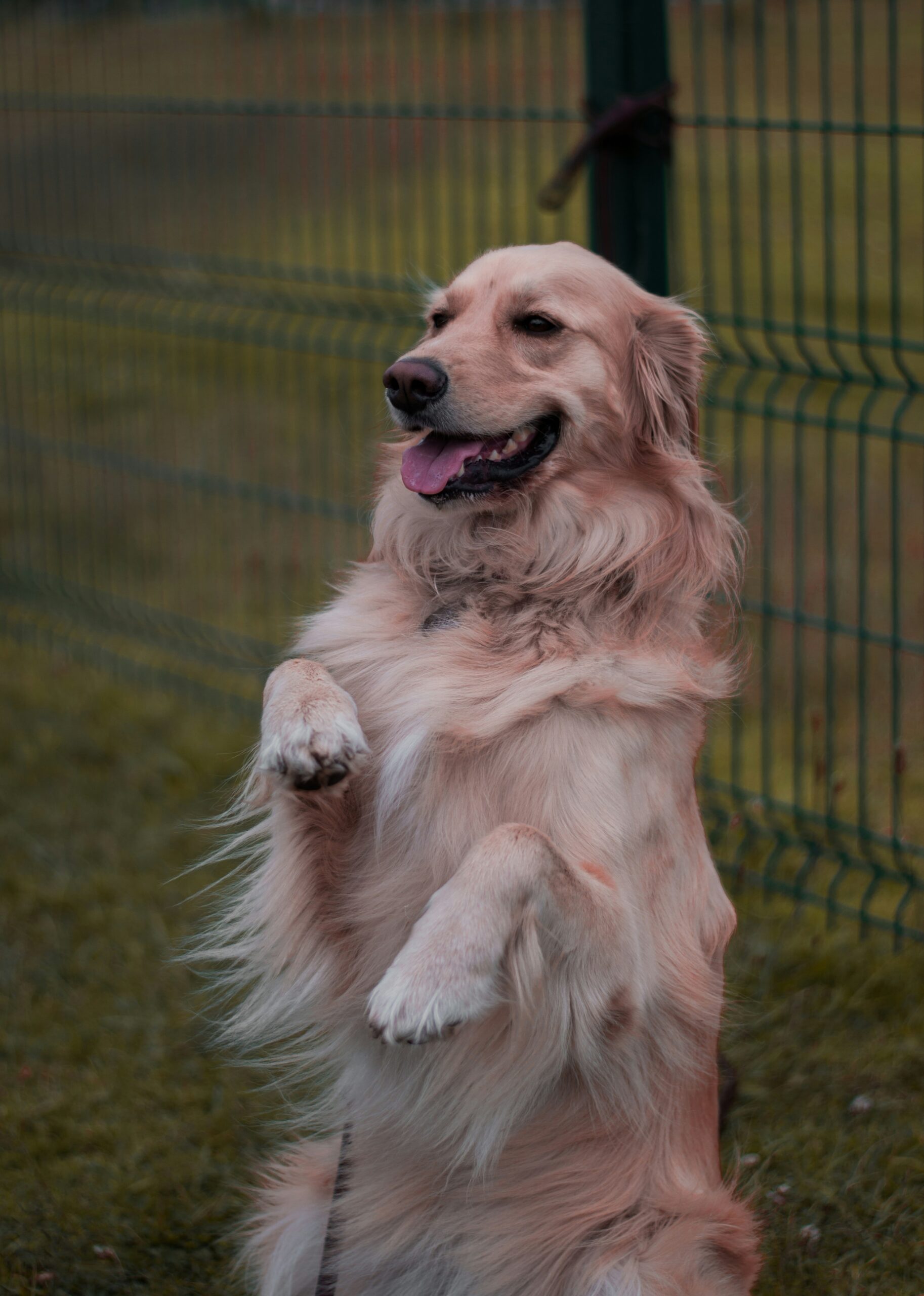 Golden retriever standing on hind legs near a fence, looking playful