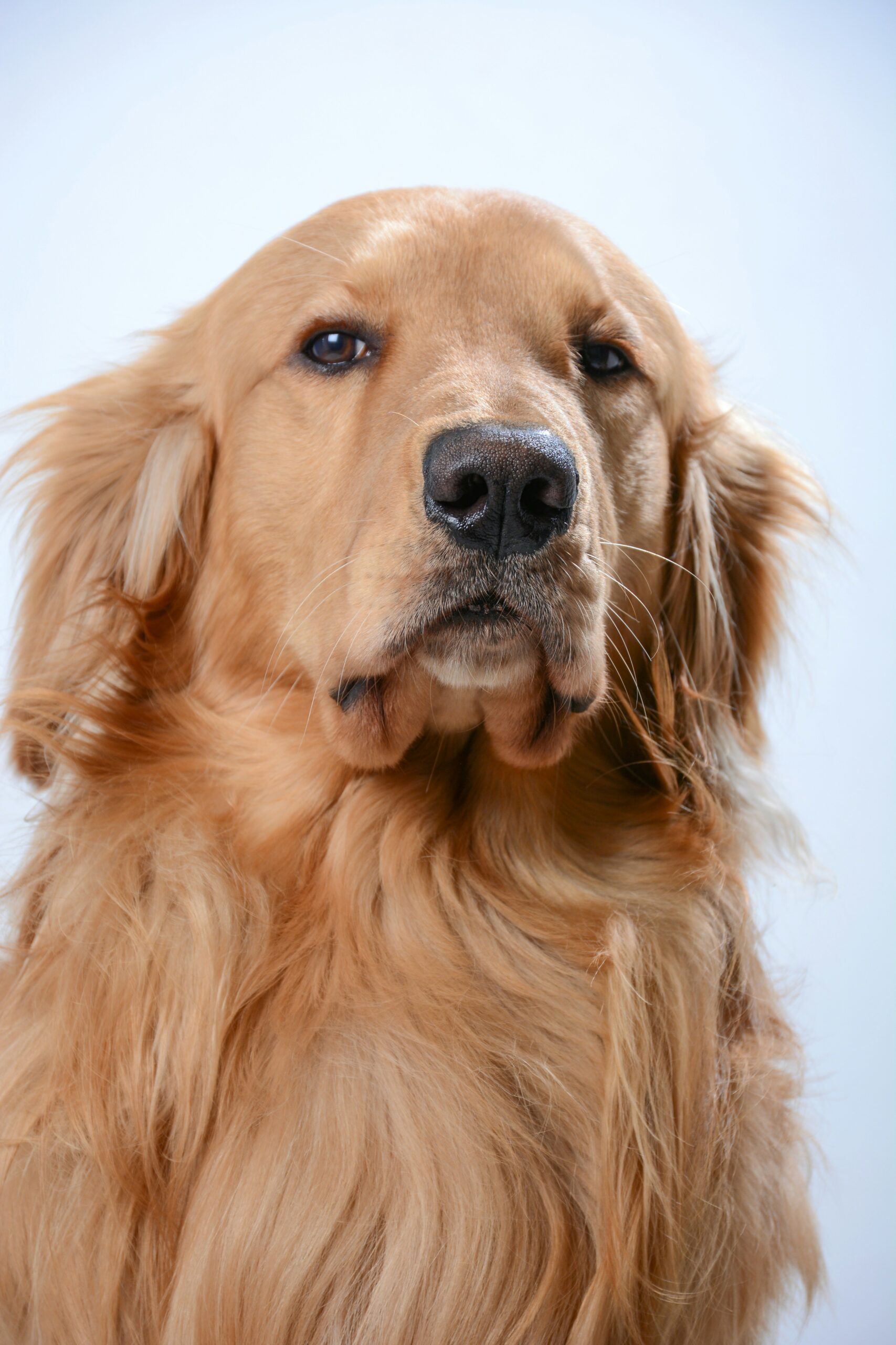 Golden Retriever with long flowing coat, posing against a plain studio background