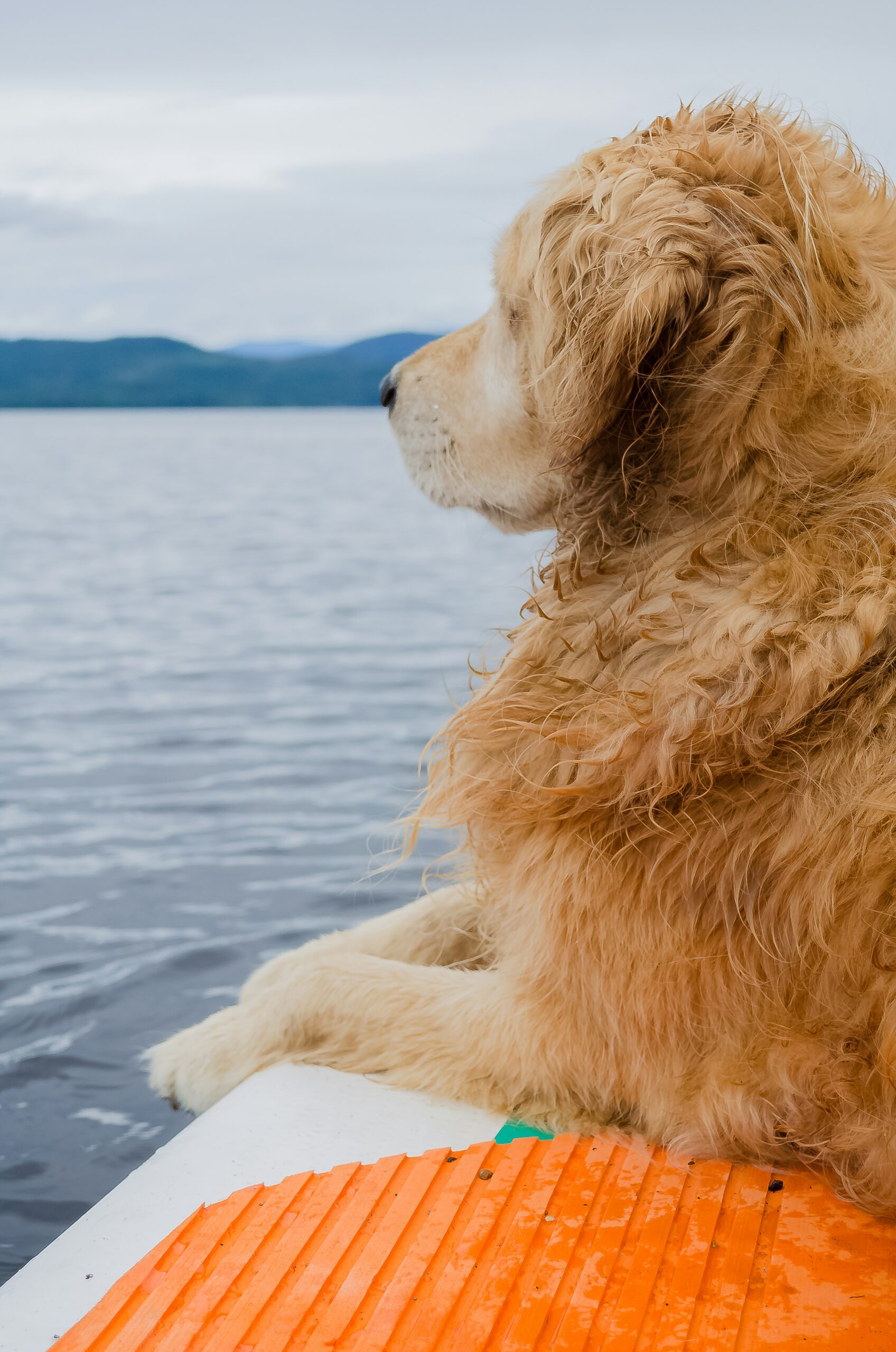 Golden retriever resting on a paddleboard, gazing across a lake