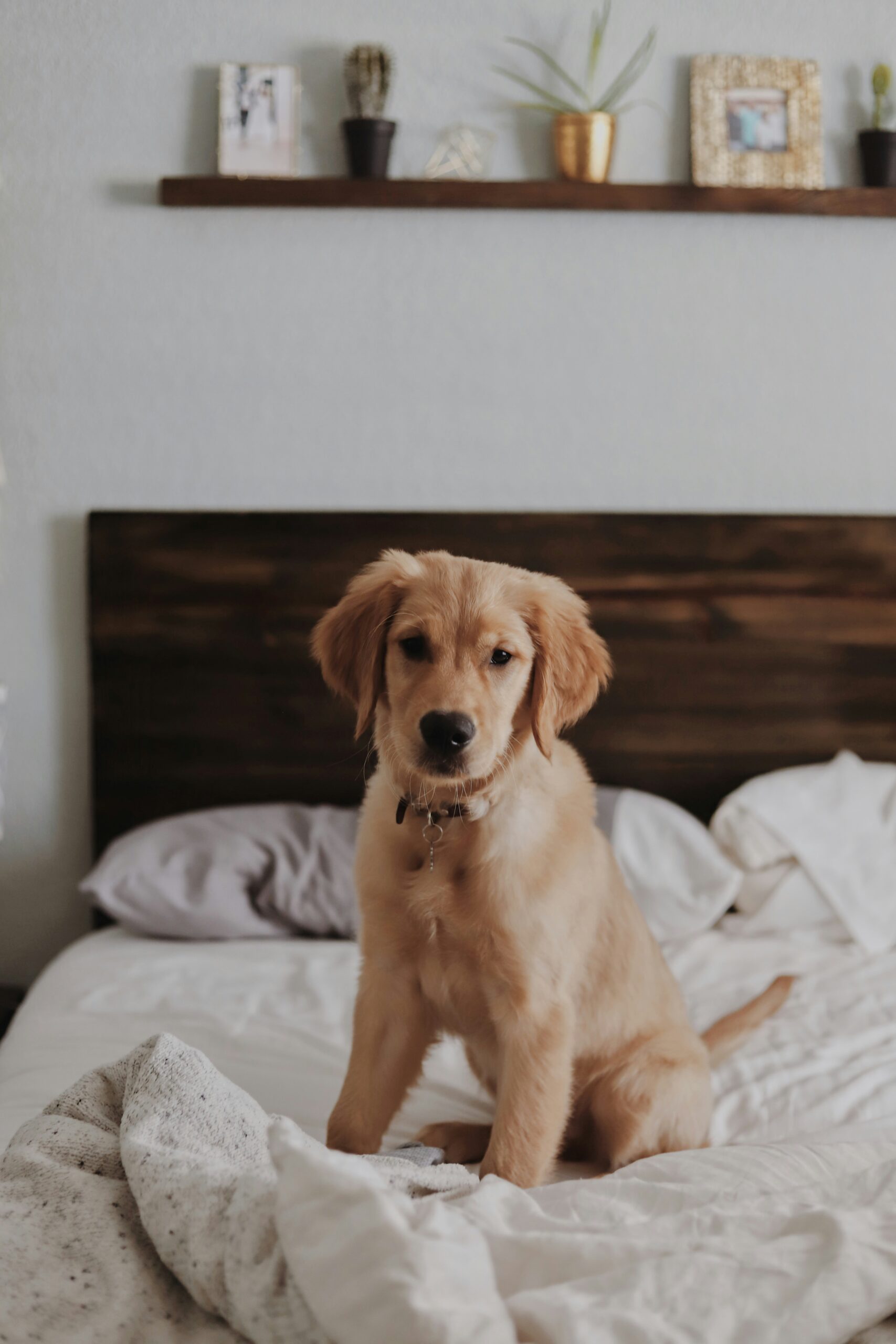 Golden retriever puppy sitting on a bed with a wooden headboard and cozy white blankets