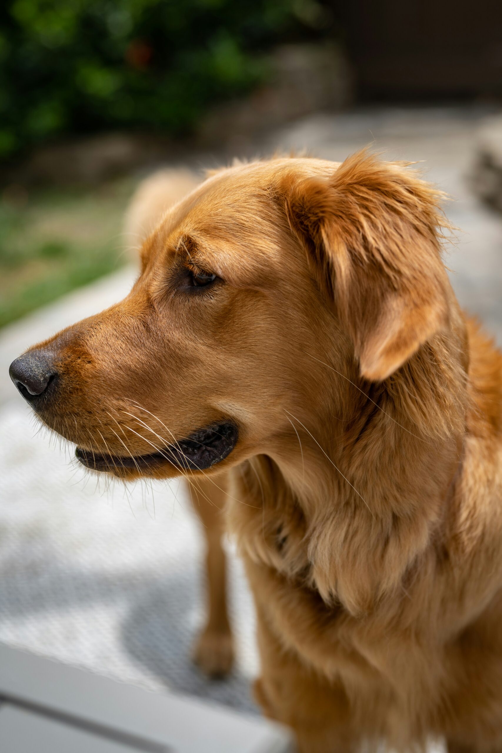 Golden retriever standing outside in a garden, looking to the side with a calm expression