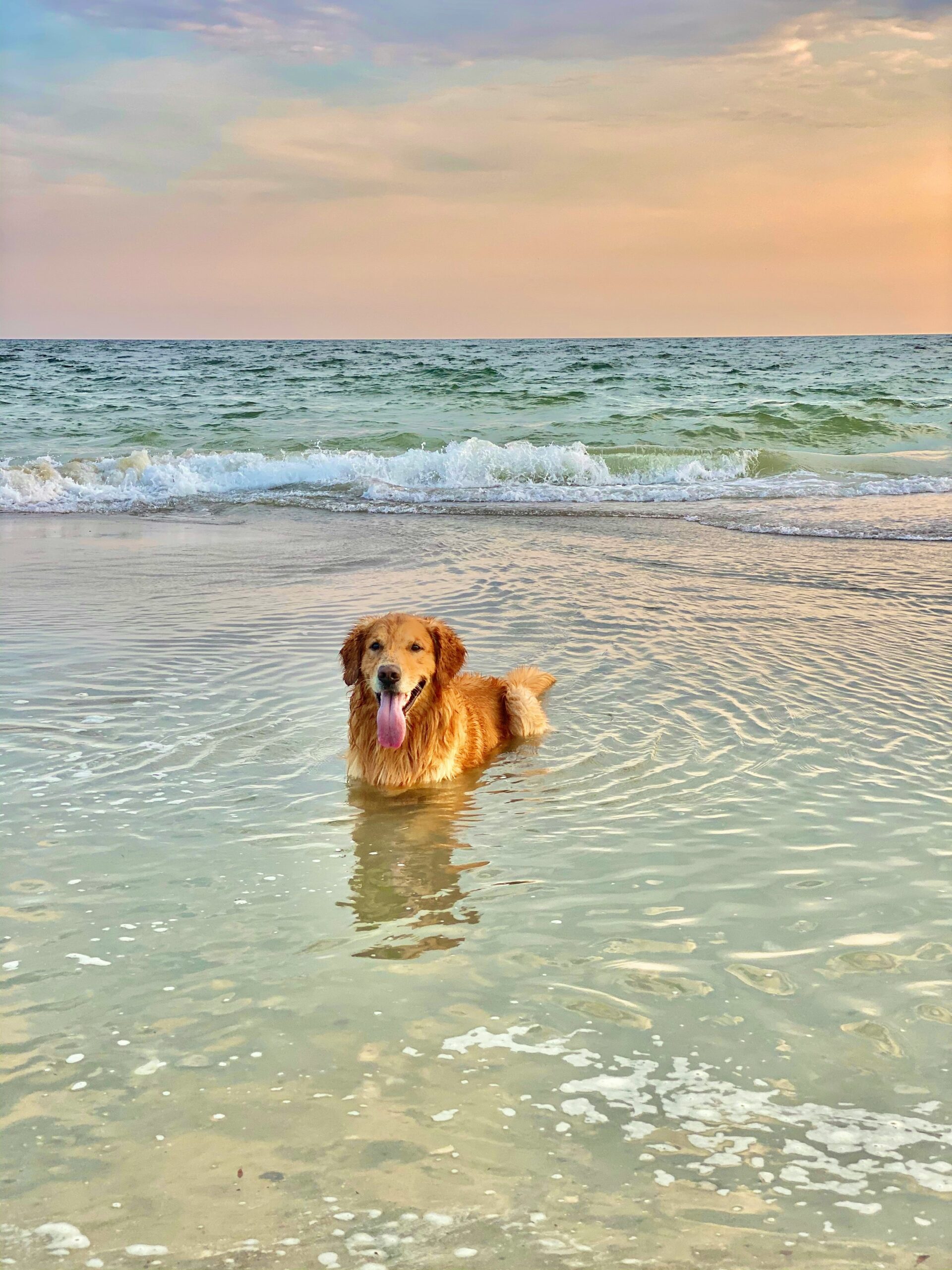 Golden retriever swimming and playing in shallow beach waters at sunset