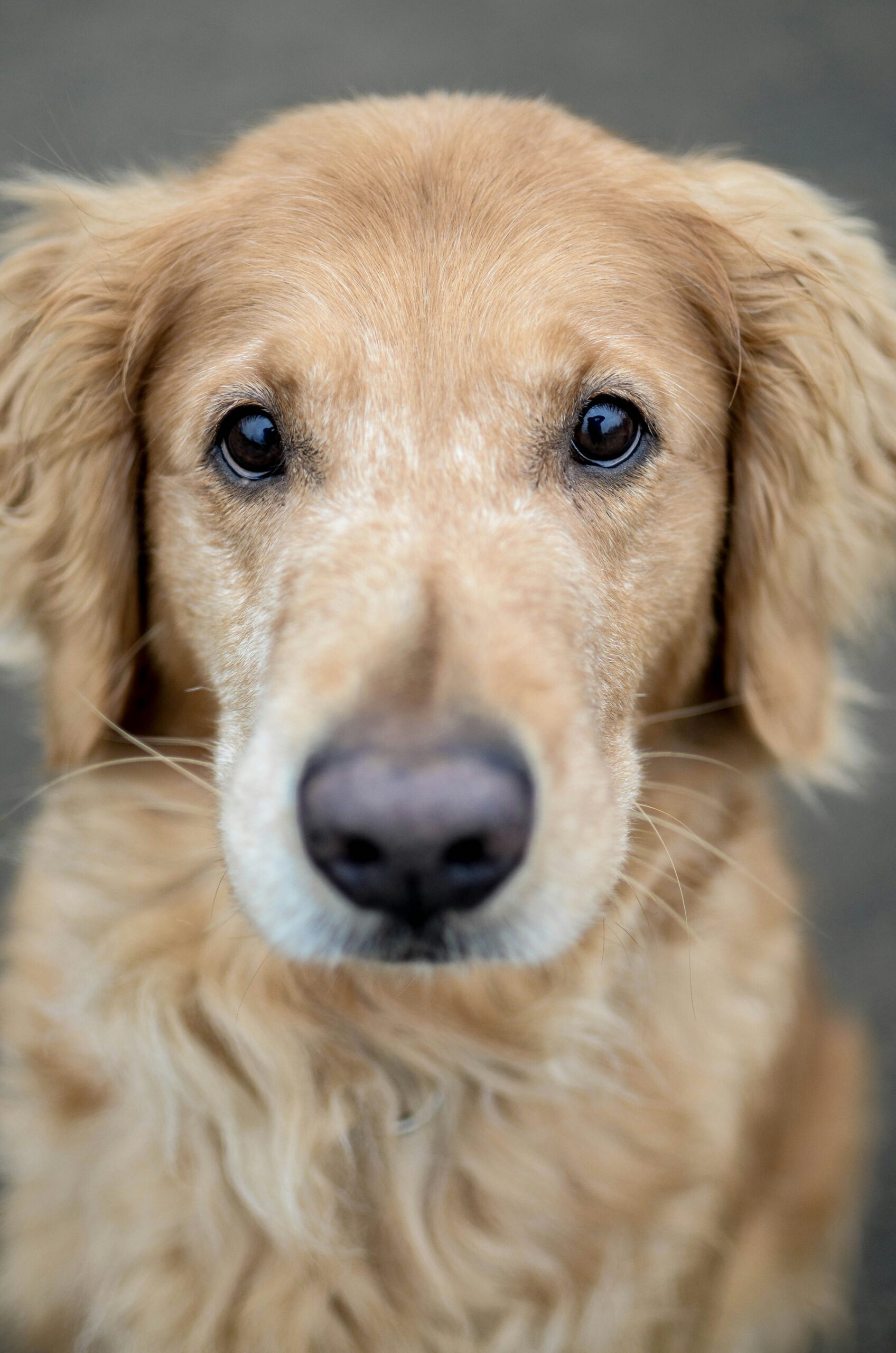 Close-up portrait of a golden retriever's face with deep brown eyes and soft fur
