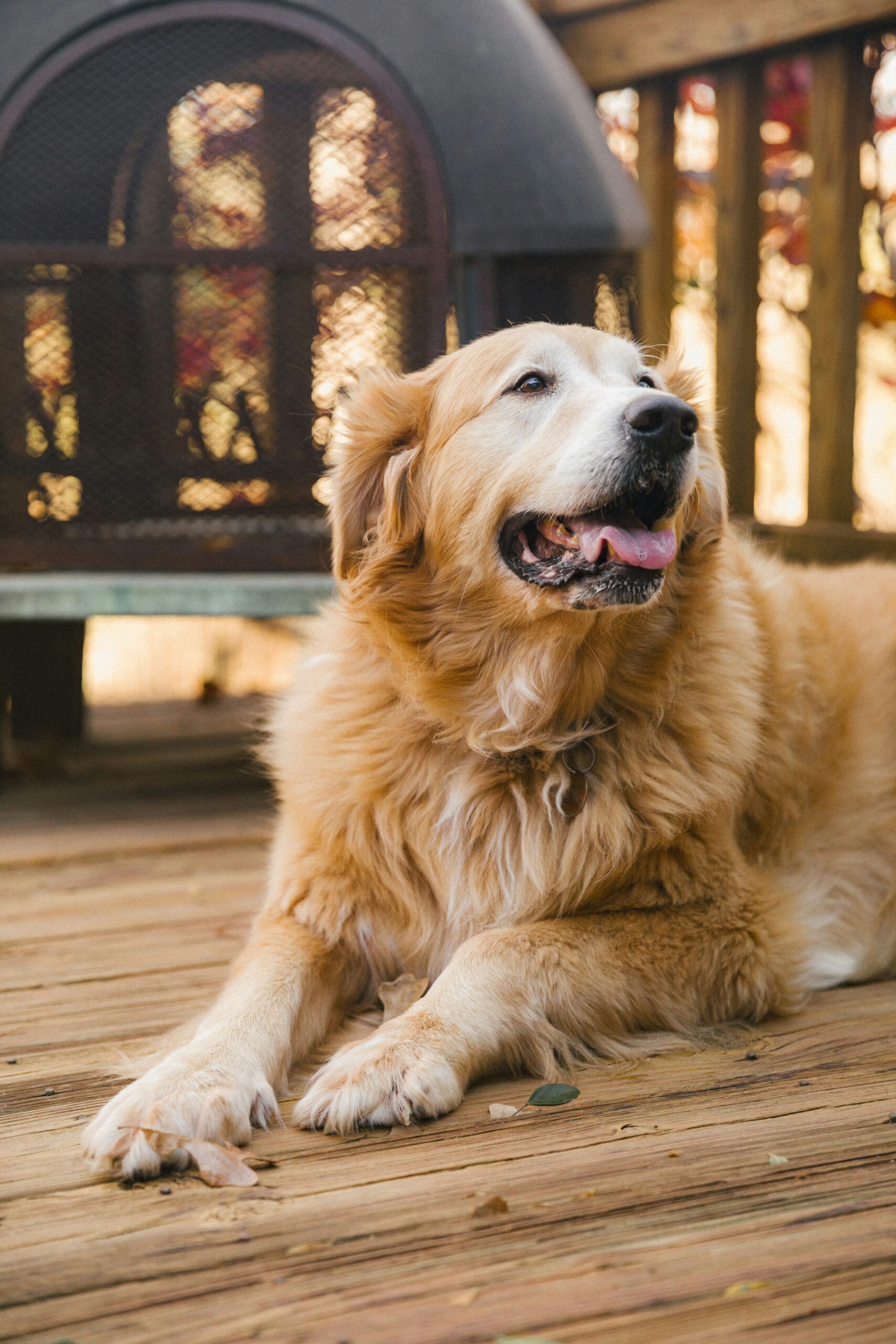 Senior golden retriever lying down on a wooden deck, relaxing by an outdoor fireplace