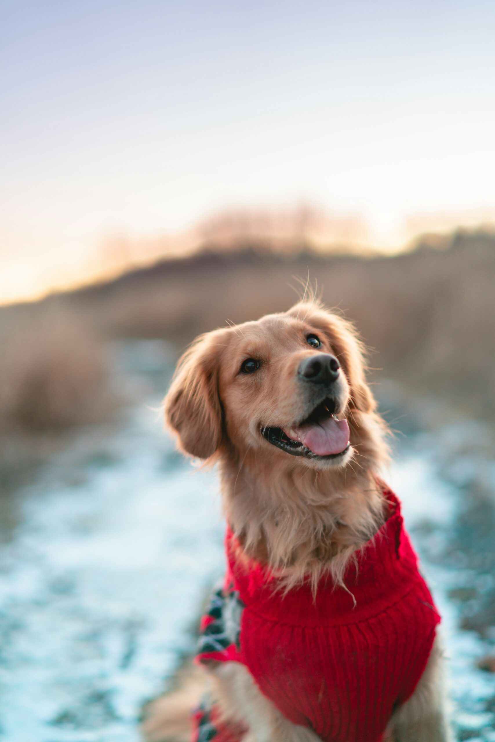 Golden retriever wearing a red sweater, smiling in a snowy landscape during sunset