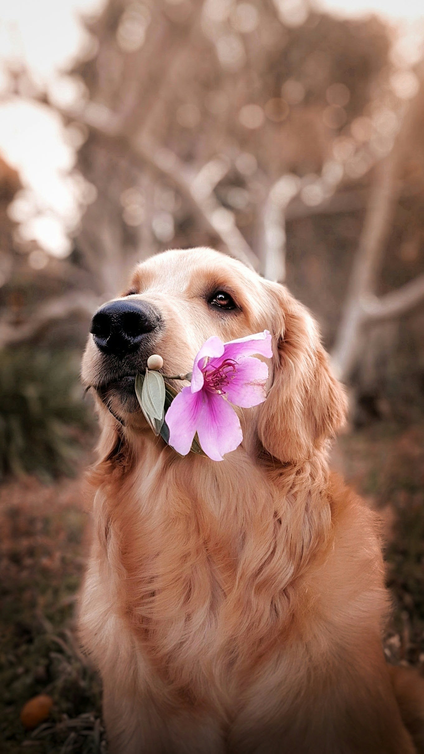 Golden retriever holding a pink flower in its mouth, sitting in a soft-focus outdoor scene