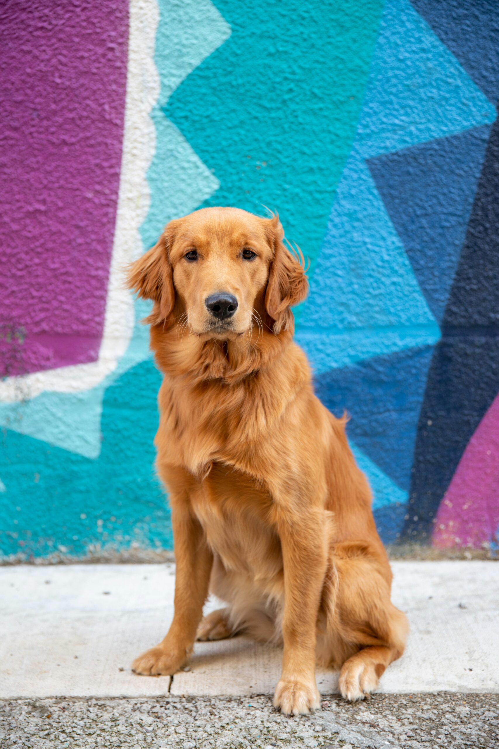 Golden retriever sitting in front of a colorful, vibrant street art mural