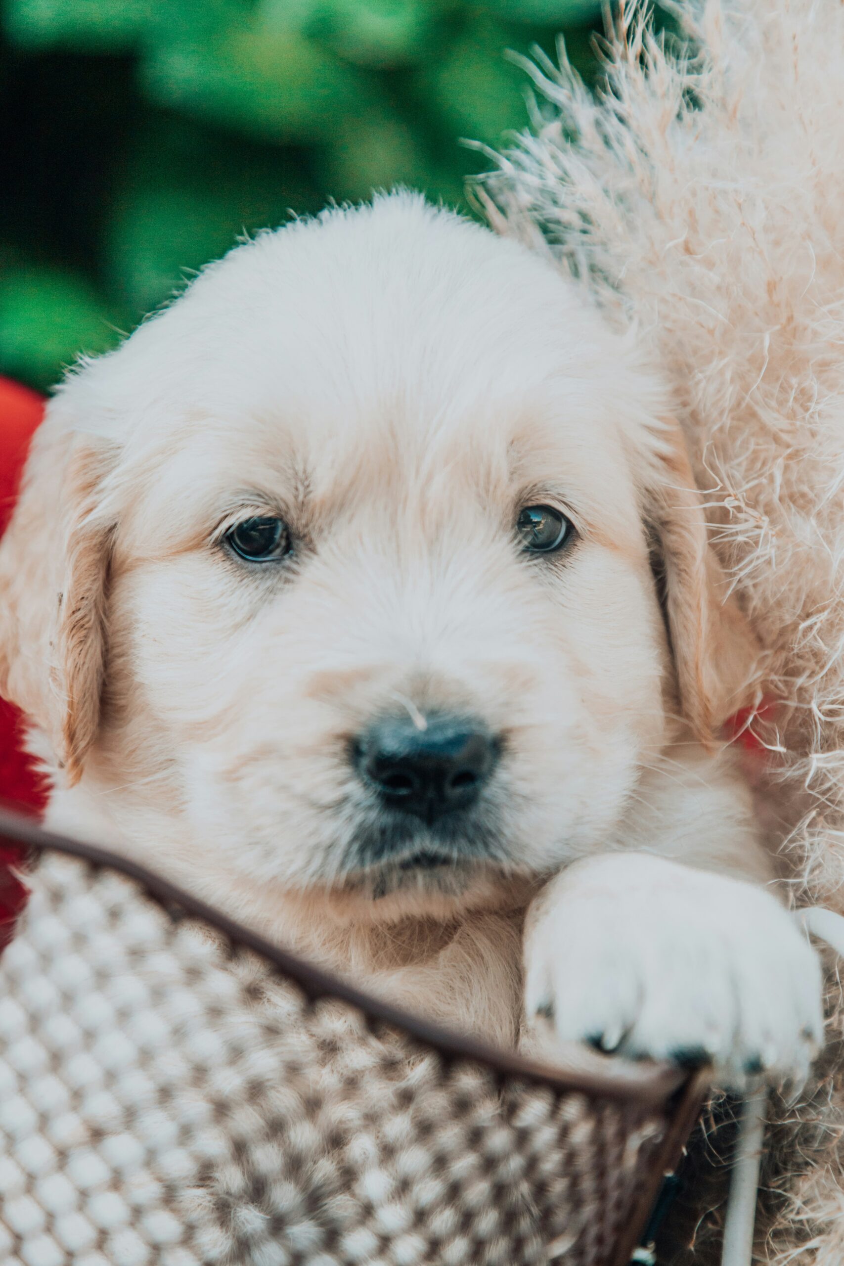 Golden Retriever puppy resting in a basket, surrounded by soft textured decor