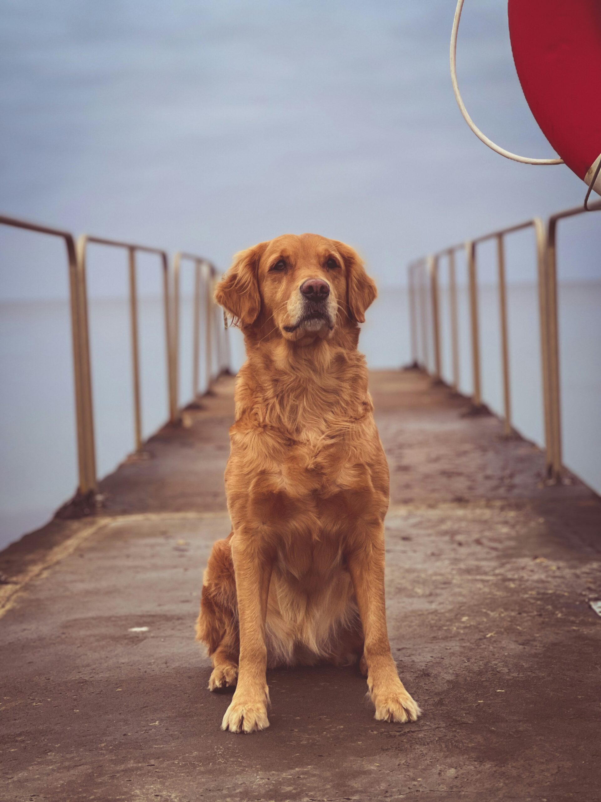 Golden retriever sitting on a dock with a calm lake and cloudy sky in the background