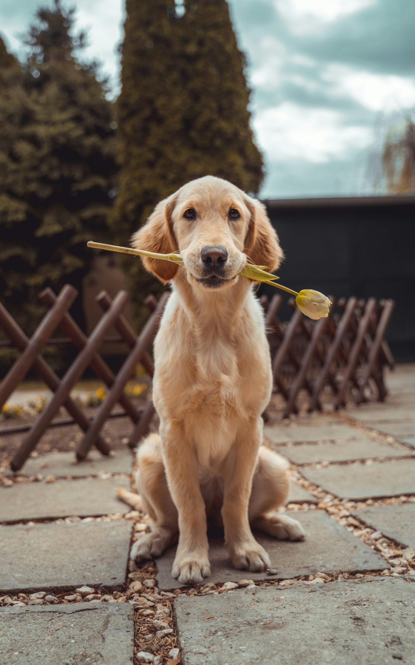 Golden Retriever sitting outdoors holding a white tulip in its mouth
