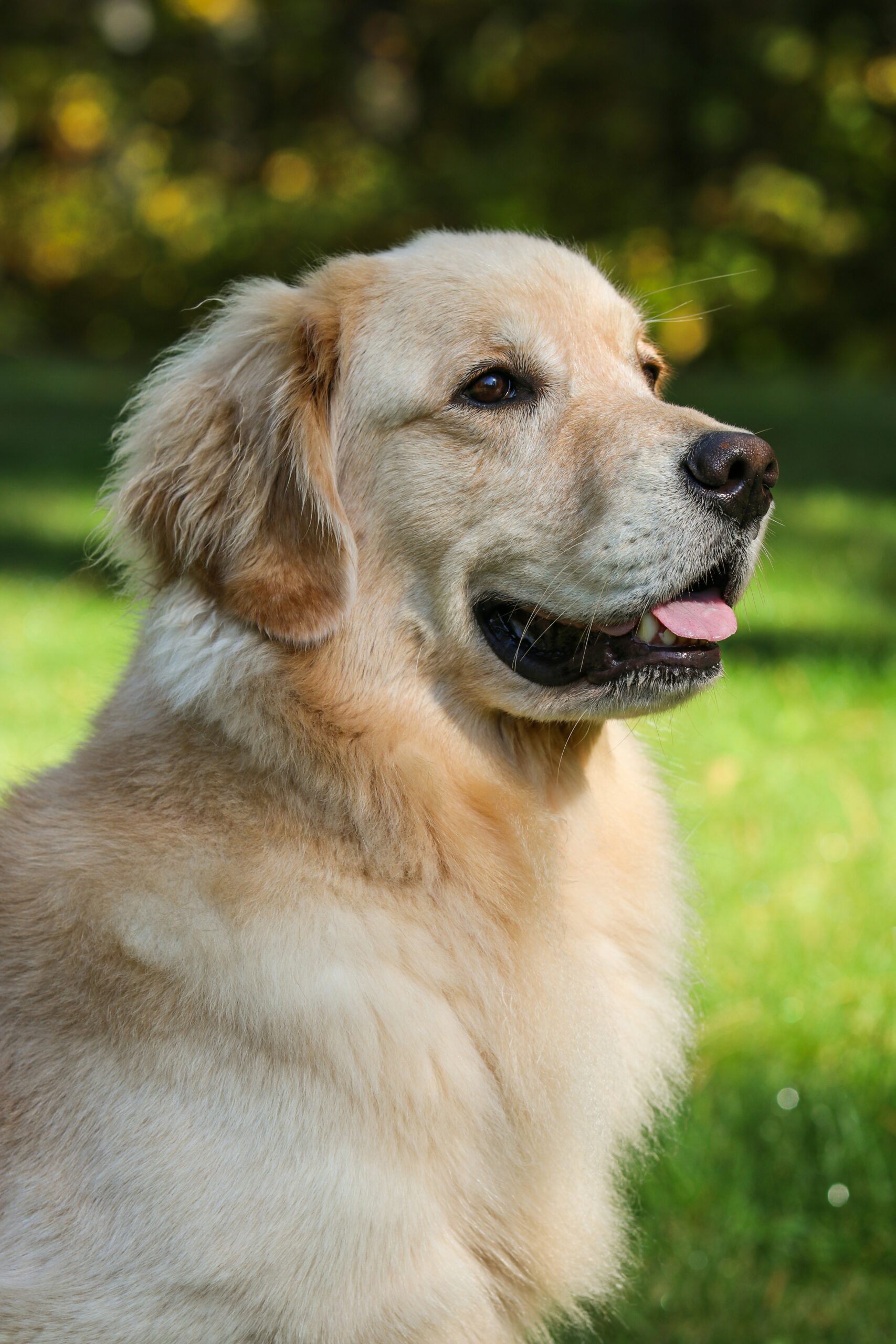 Golden Retriever posing on green grass with soft sunlight in the background