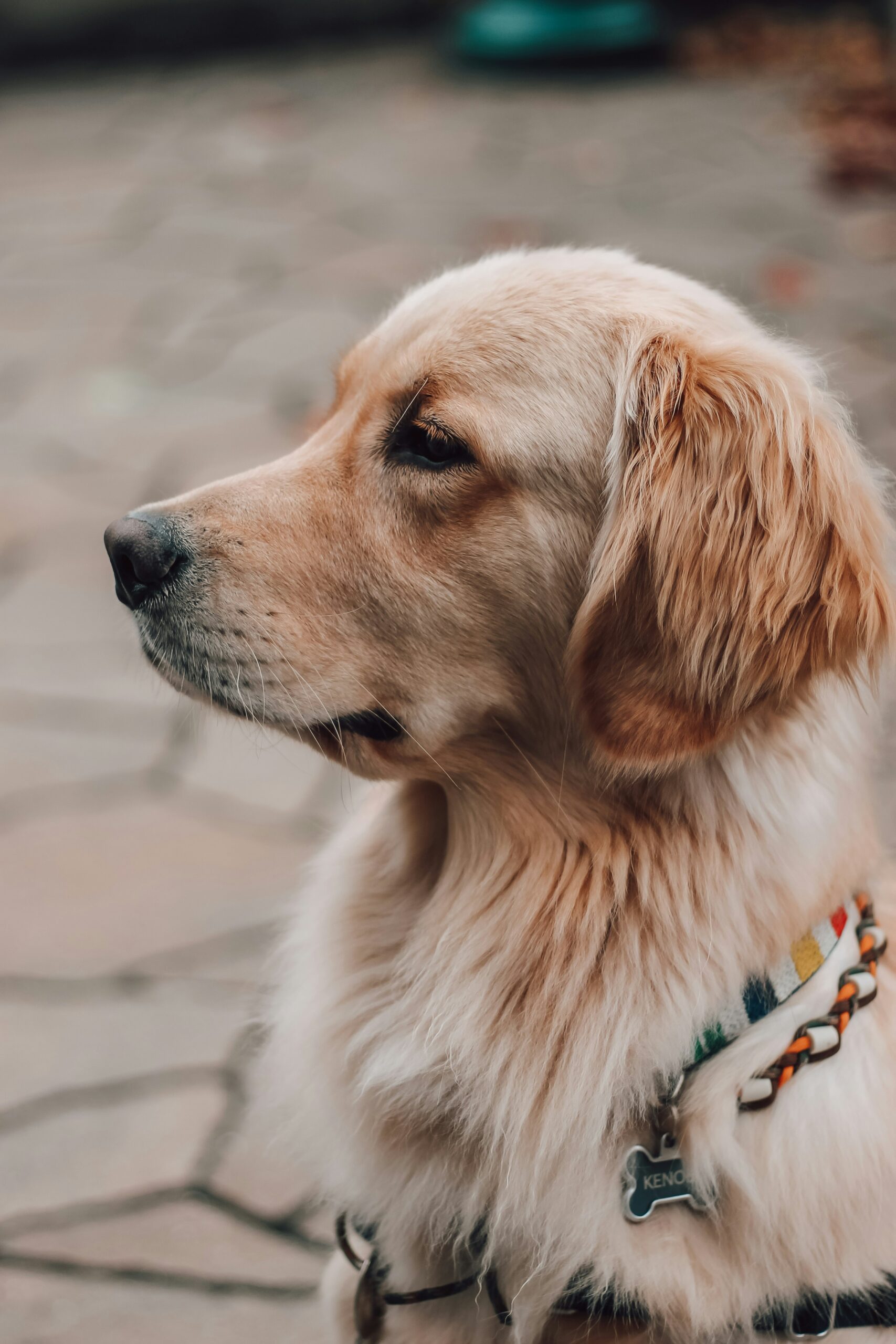 Golden Retriever side profile with a colorful collar, looking thoughtful