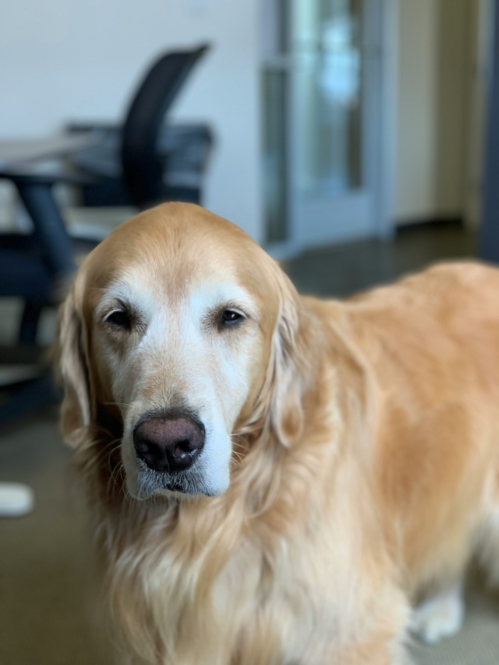 Older Golden Retriever standing indoors with a serious expression