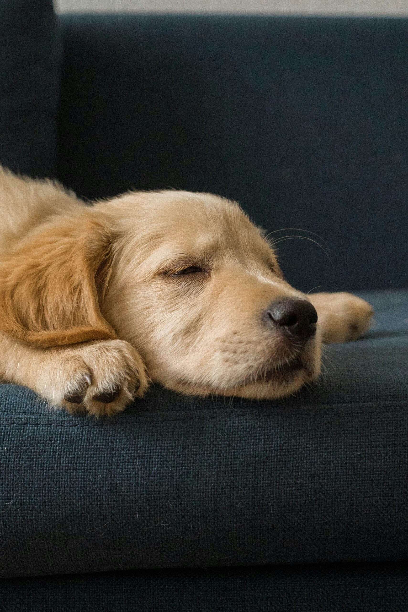 Golden Retriever puppy sleeping peacefully on a blue couch