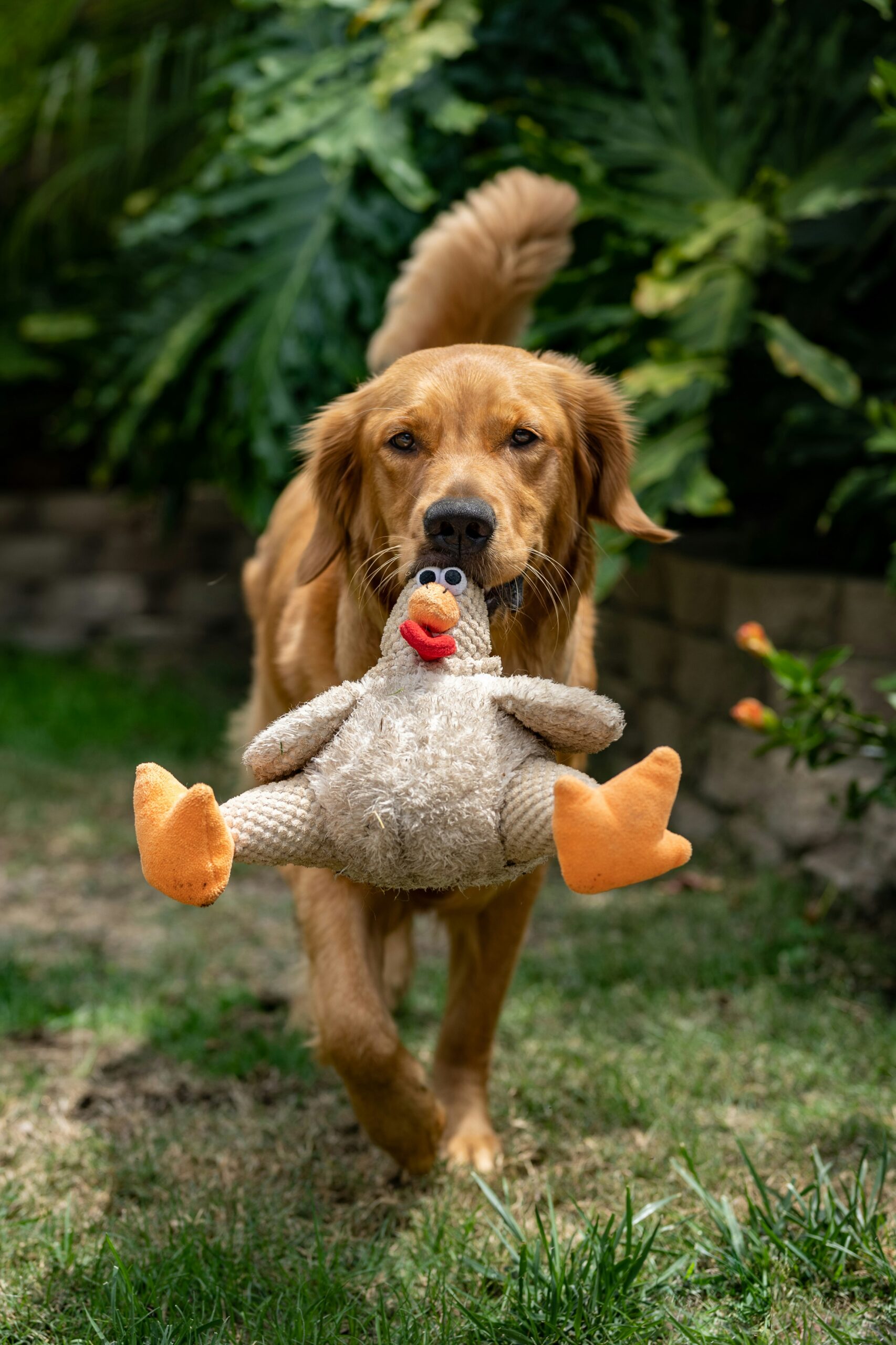 Golden Retriever carrying a plush toy duck in its mouth on a grassy lawn