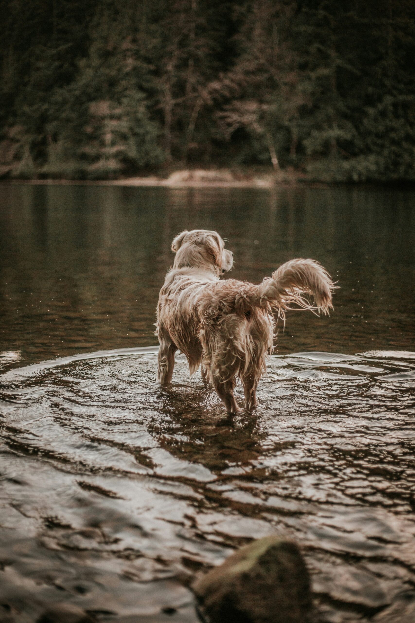 Golden Retriever standing in a calm river surrounded by trees