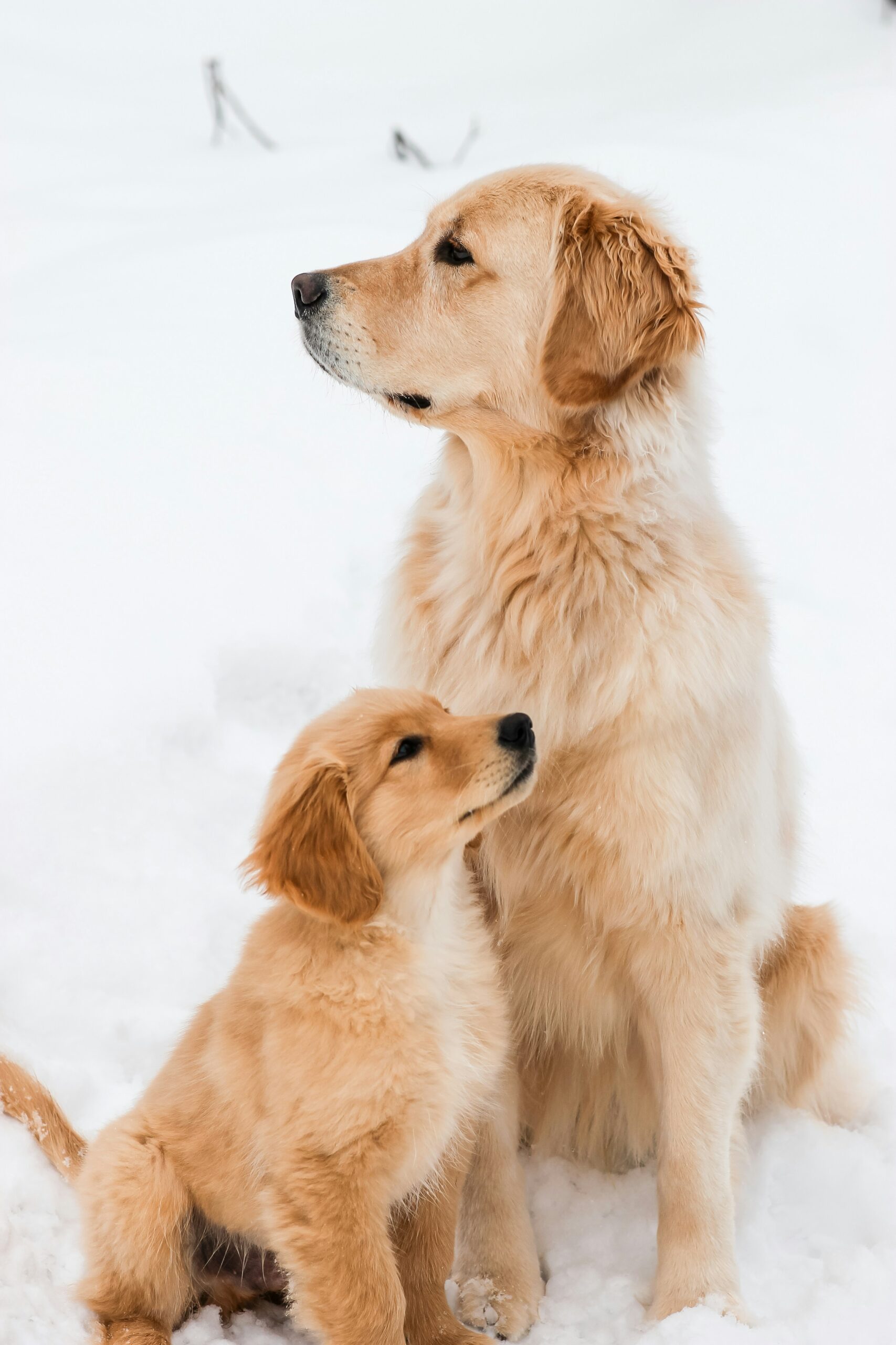 Golden Retriever adult and puppy sitting together in the snow