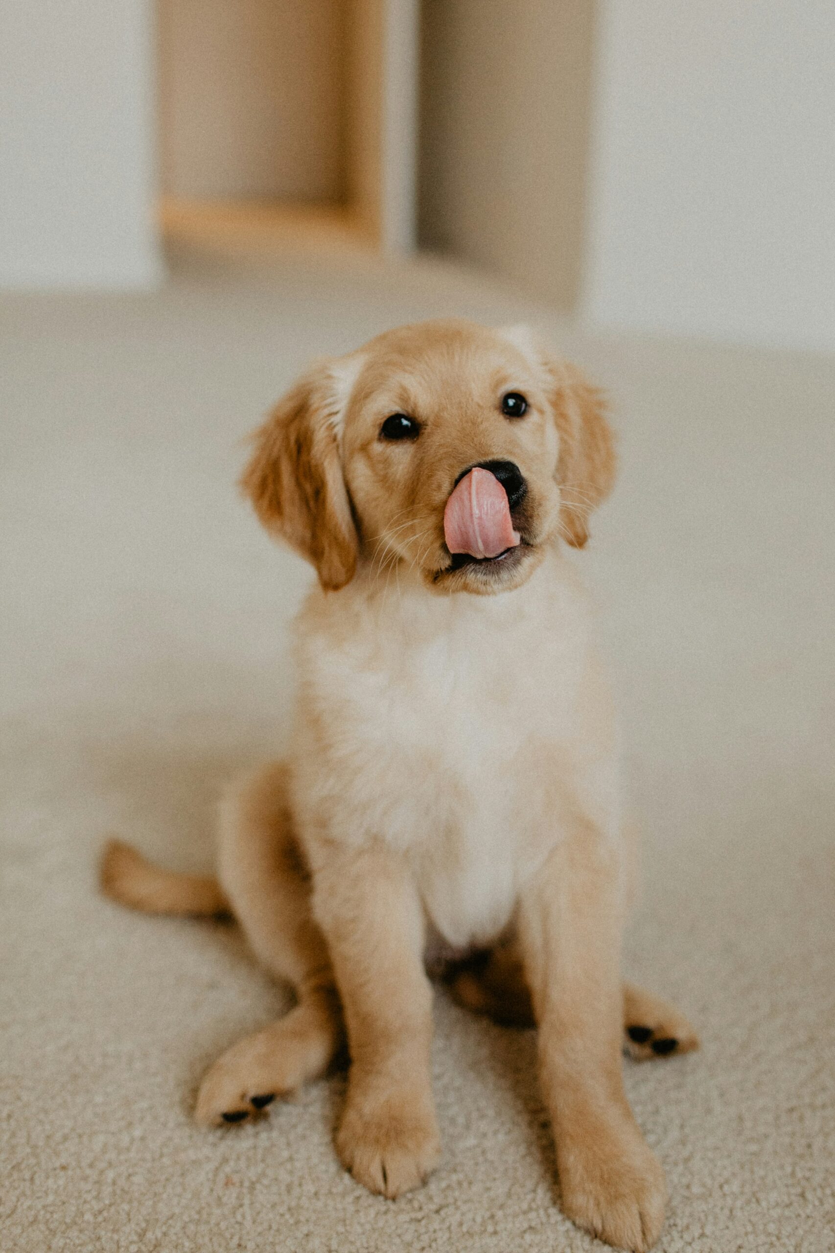Golden Retriever puppy sitting on a carpet, licking its nose