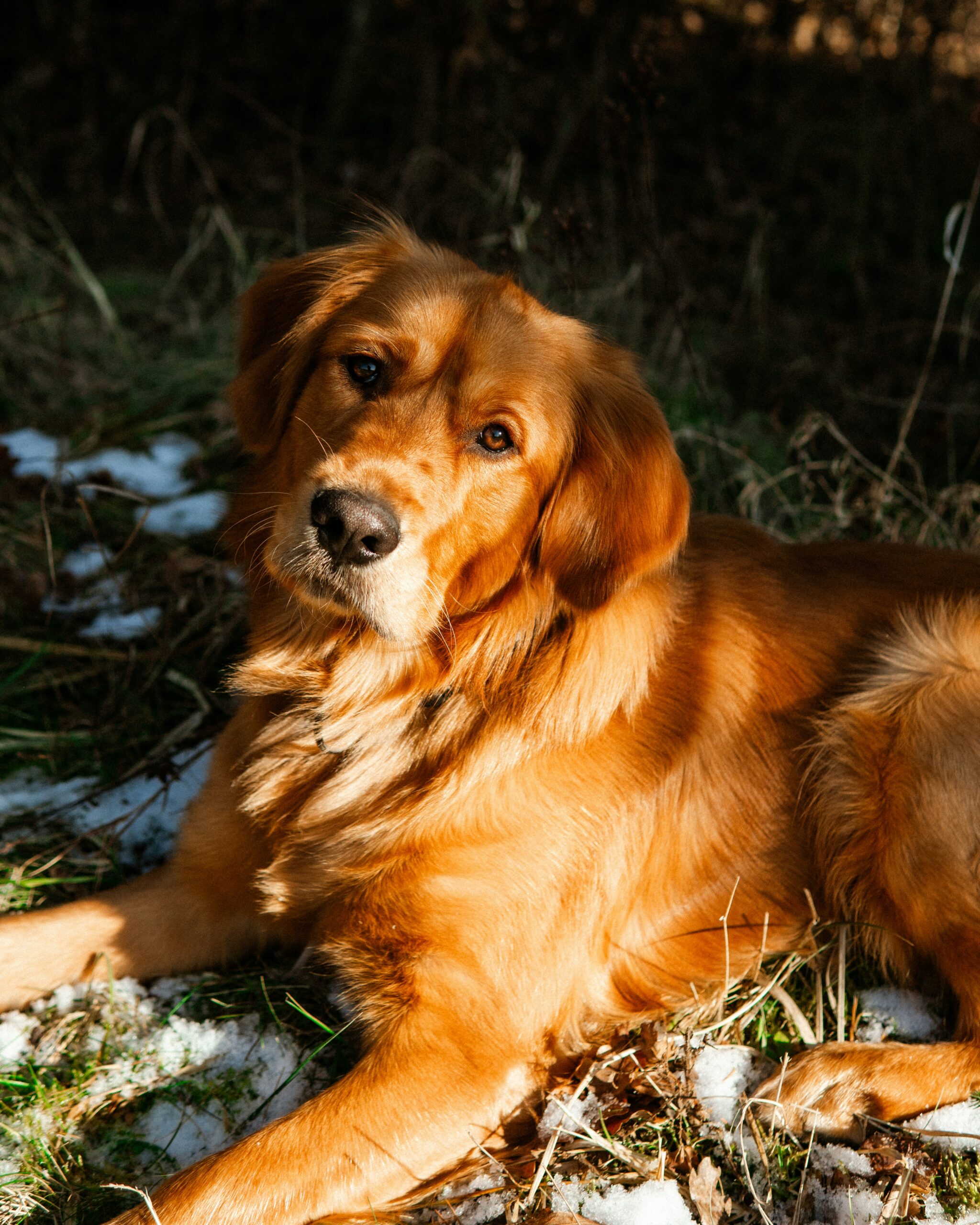 Golden Retriever lying in a snowy field with sunlight highlighting its golden fur