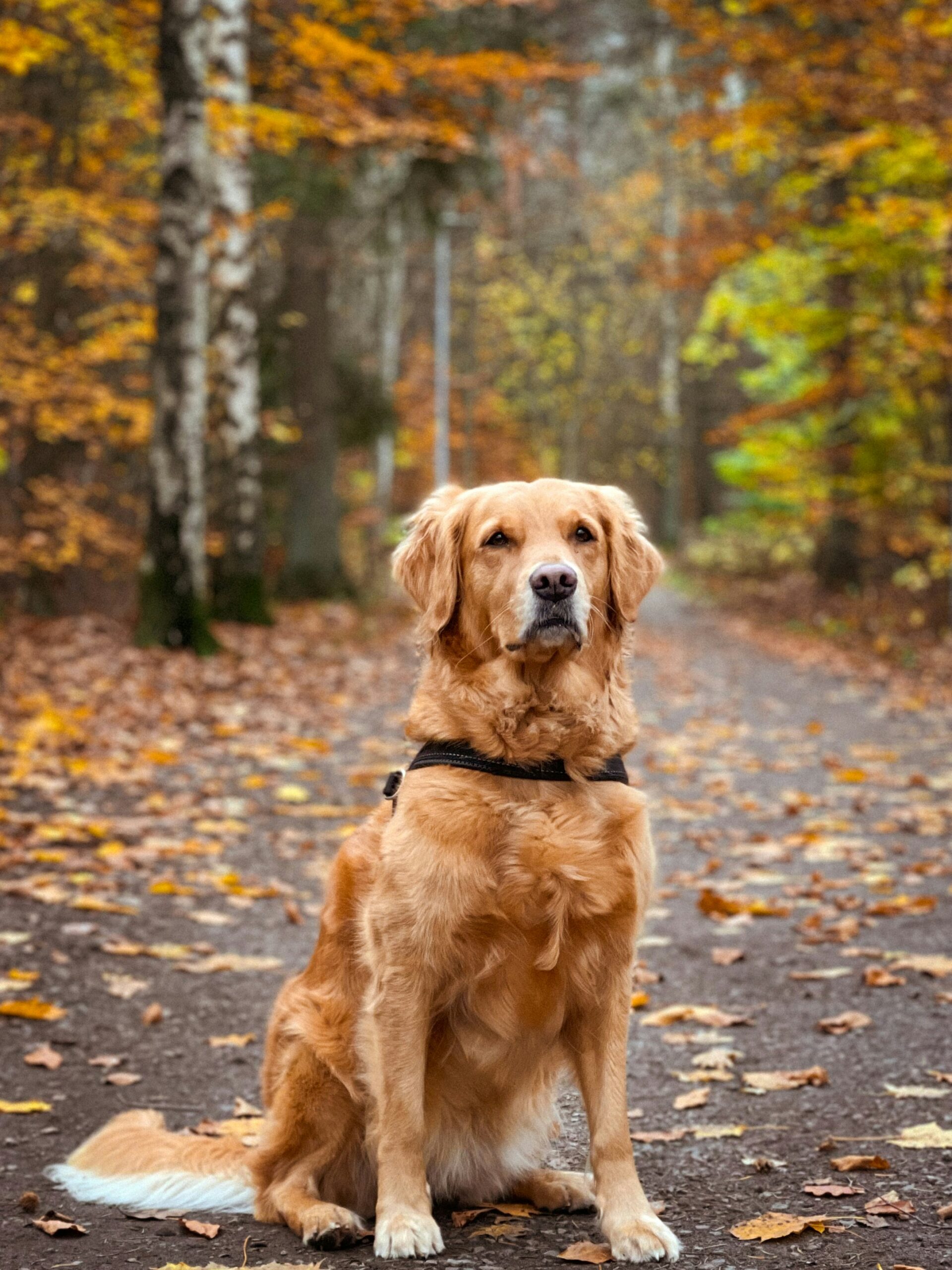Golden Retriever sitting on a forest trail surrounded by autumn leaves