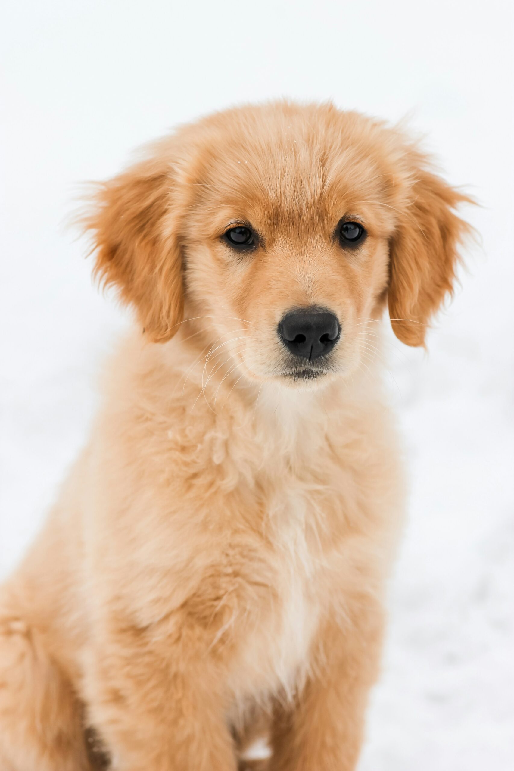 Golden retriever puppy sitting in the snow with a fluffy coat and curious expression.