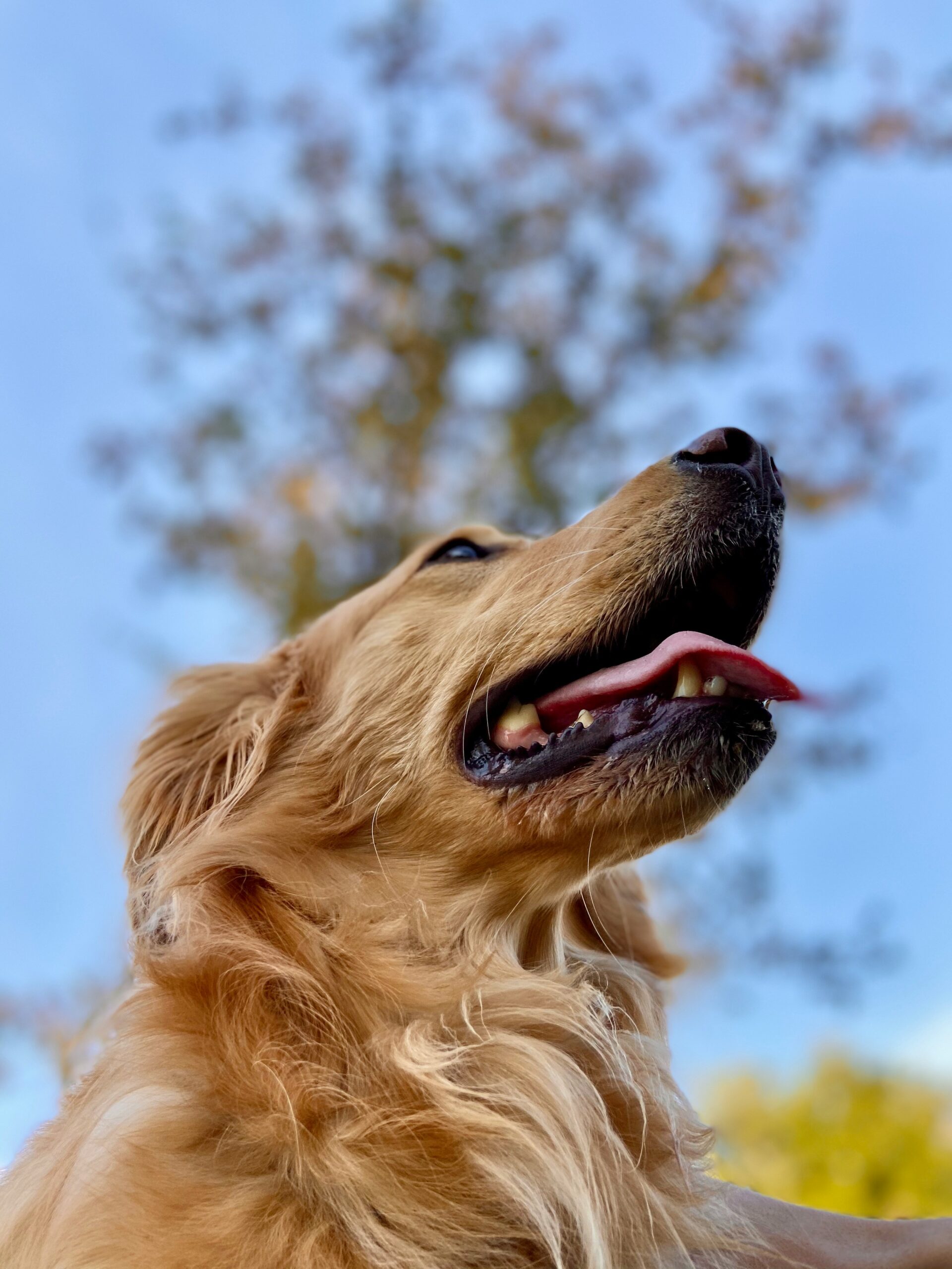 Golden retriever looking up with tongue out, captured against a bright blue sky background.
