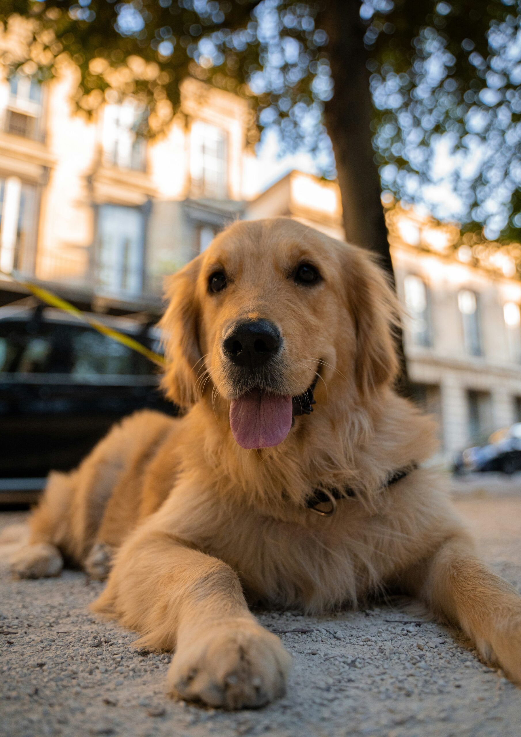 Happy golden retriever lying on gravel path in the city with a relaxed pose and tongue out.