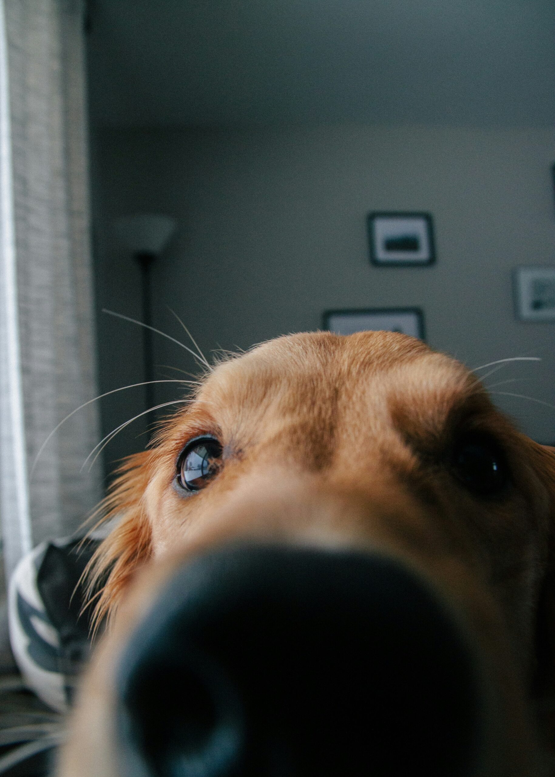 Close-up of golden retriever sniffing the camera indoors with a playful, curious look.