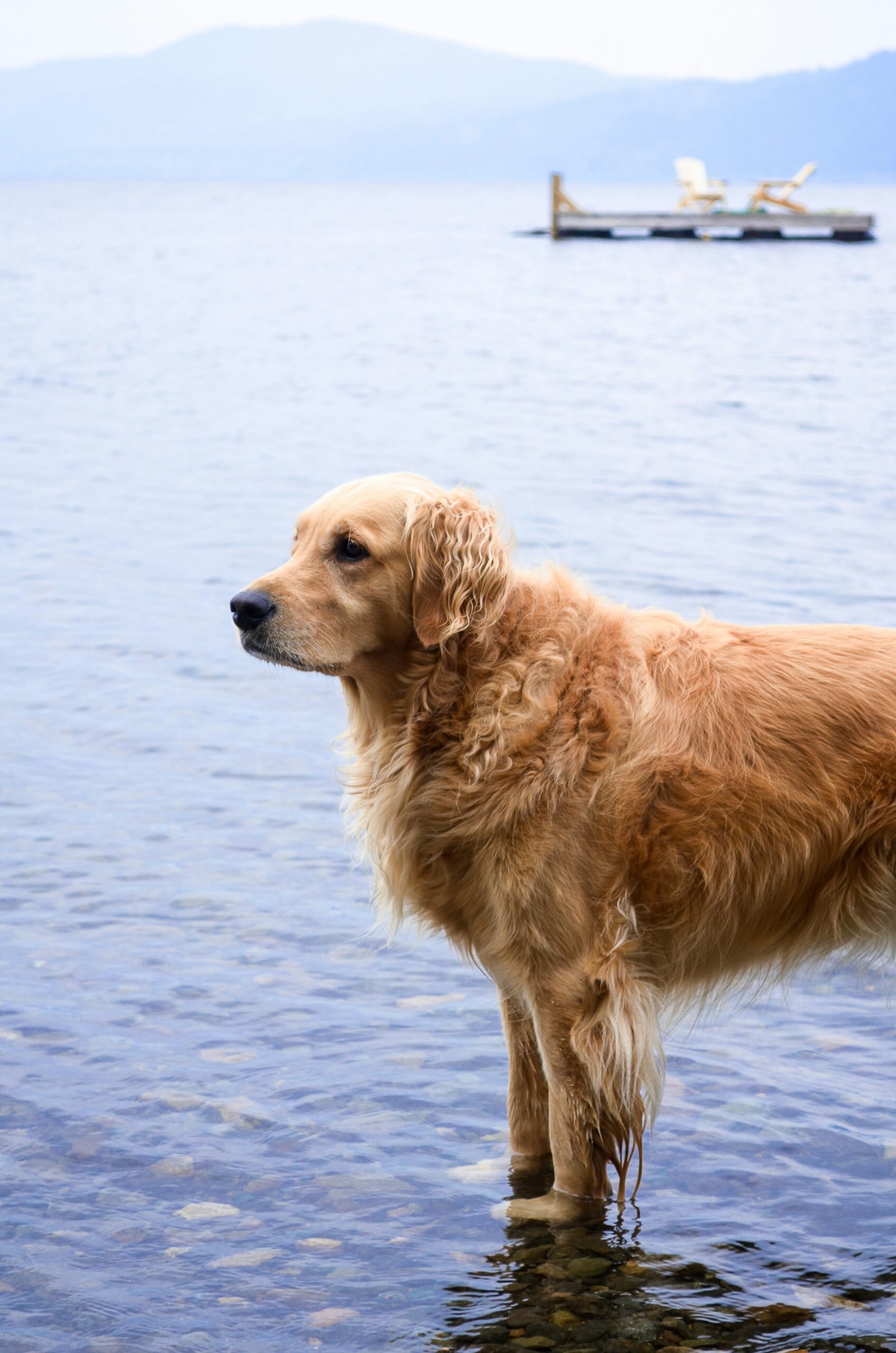 Golden retriever standing in shallow lake water with scenic mountains and a dock in the background.