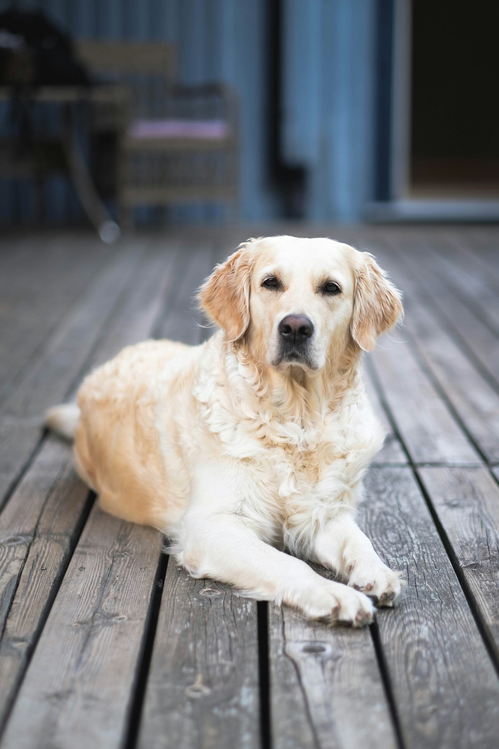 Golden retriever lying on a wooden deck, looking calmly into the camera.