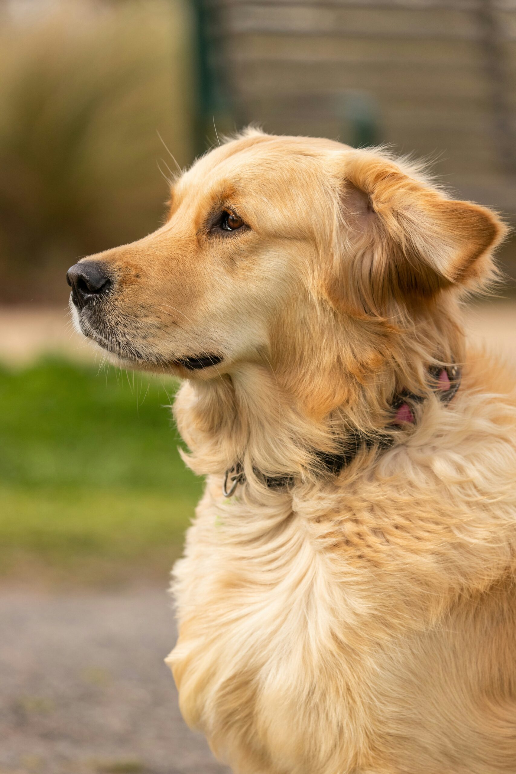 Profile of a golden retriever outdoors, showing a calm and attentive expression.