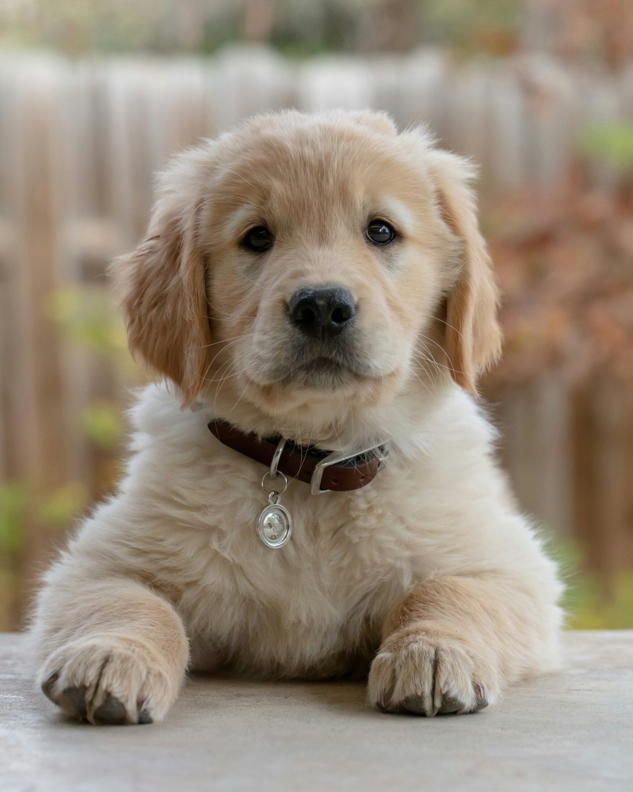 Adorable golden retriever puppy with a fluffy coat and a pendant collar sitting outdoors.