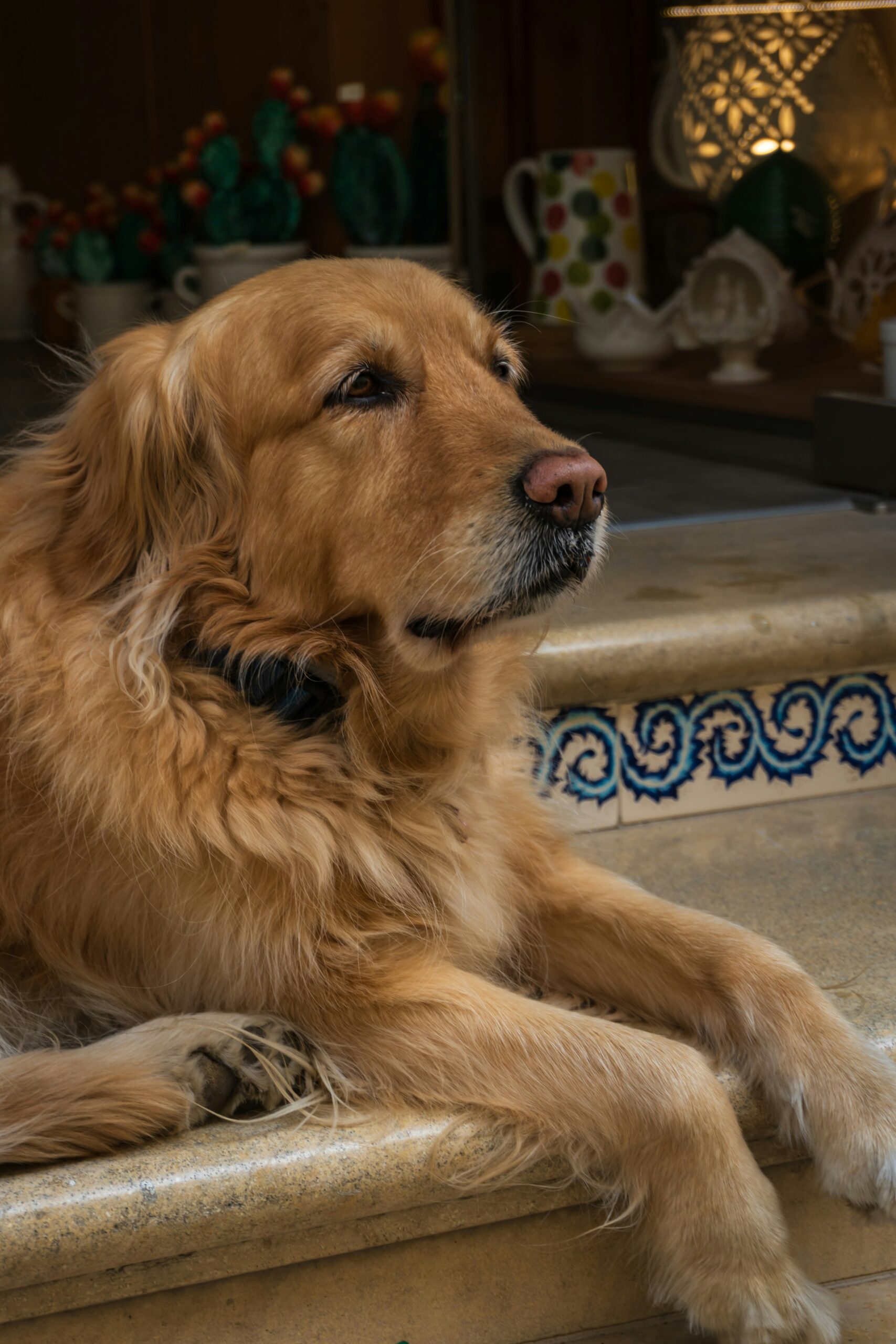 Golden Retriever relaxing on tiled stairs with colorful ceramics in the background