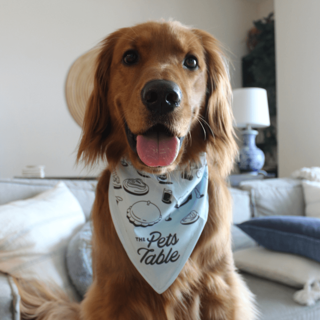 Golden Retriever wearing a The Pets Table bandana, promoting fresh and air-dried dog food options at home.