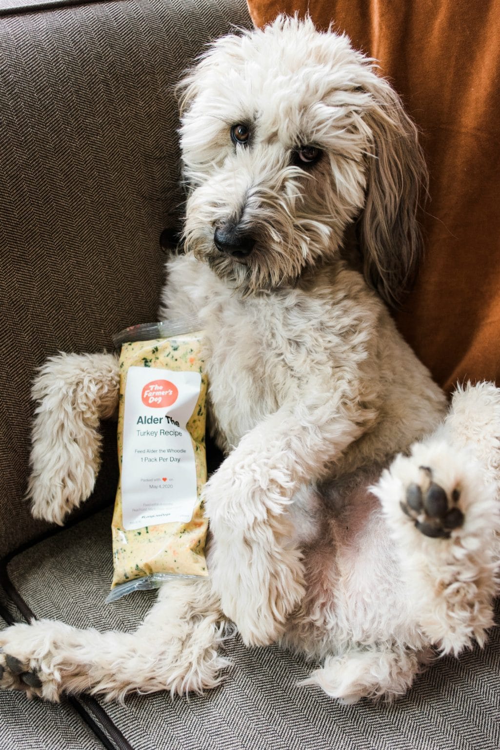 White fluffy dog on a couch with a pack of The Farmer's Dog turkey recipe