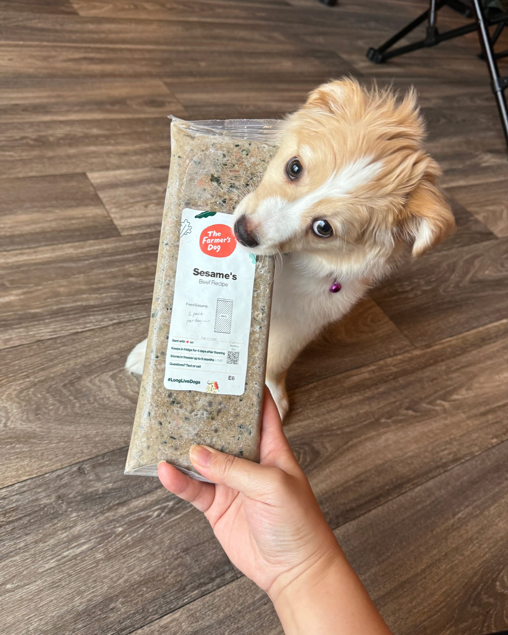 Small light brown puppy playfully bites a Farmer’s Dog beef recipe pack while sitting on a wooden floor.