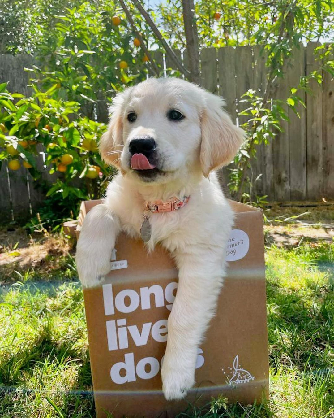 Golden retriever puppy pops out of a The Farmer’s Dog box with "long live dogs" text, surrounded by a sunny backyard with fruit trees.