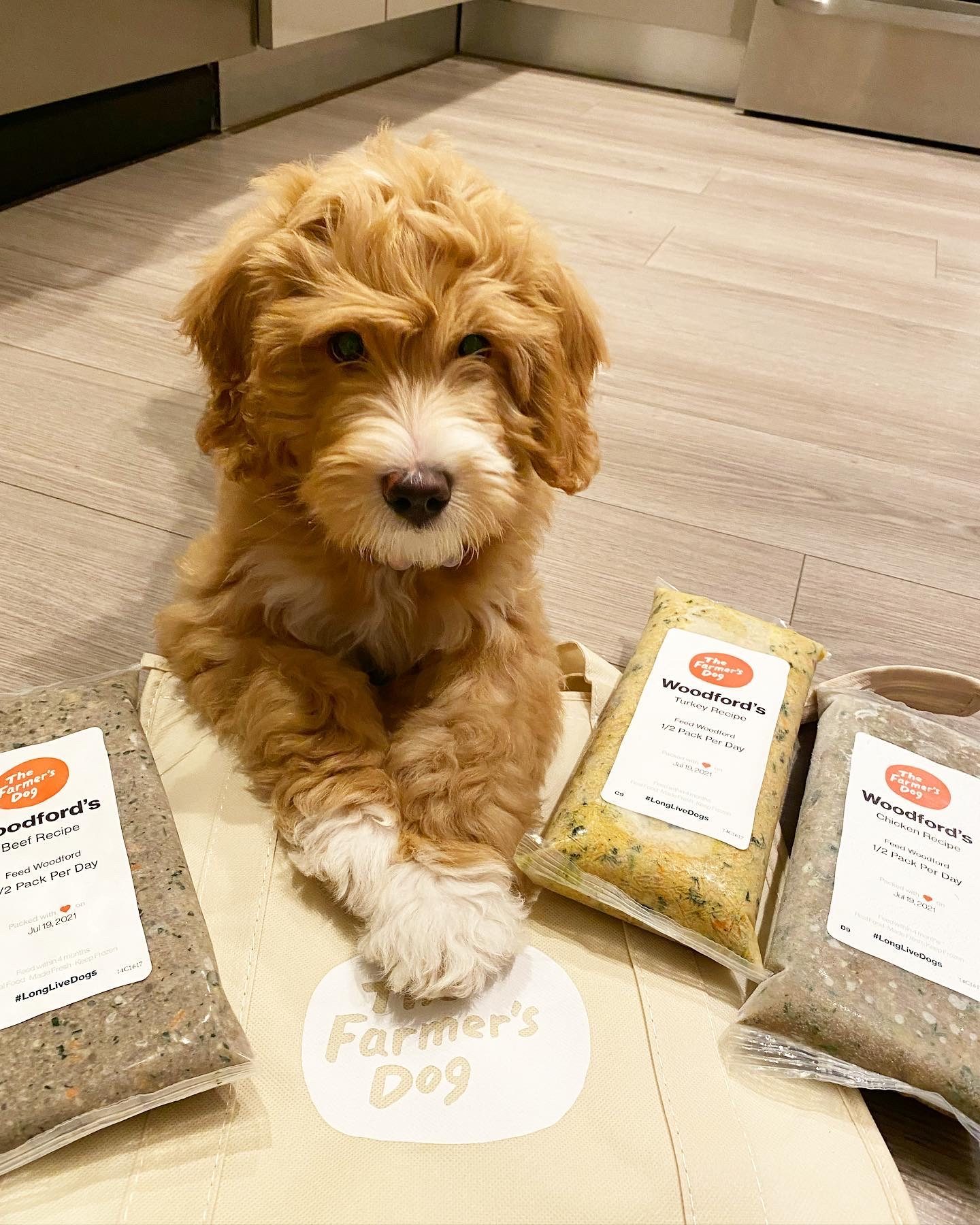 Adorable curly-haired dog sits with paws on a Farmer’s Dog tote bag, surrounded by three labeled fresh meal packs.