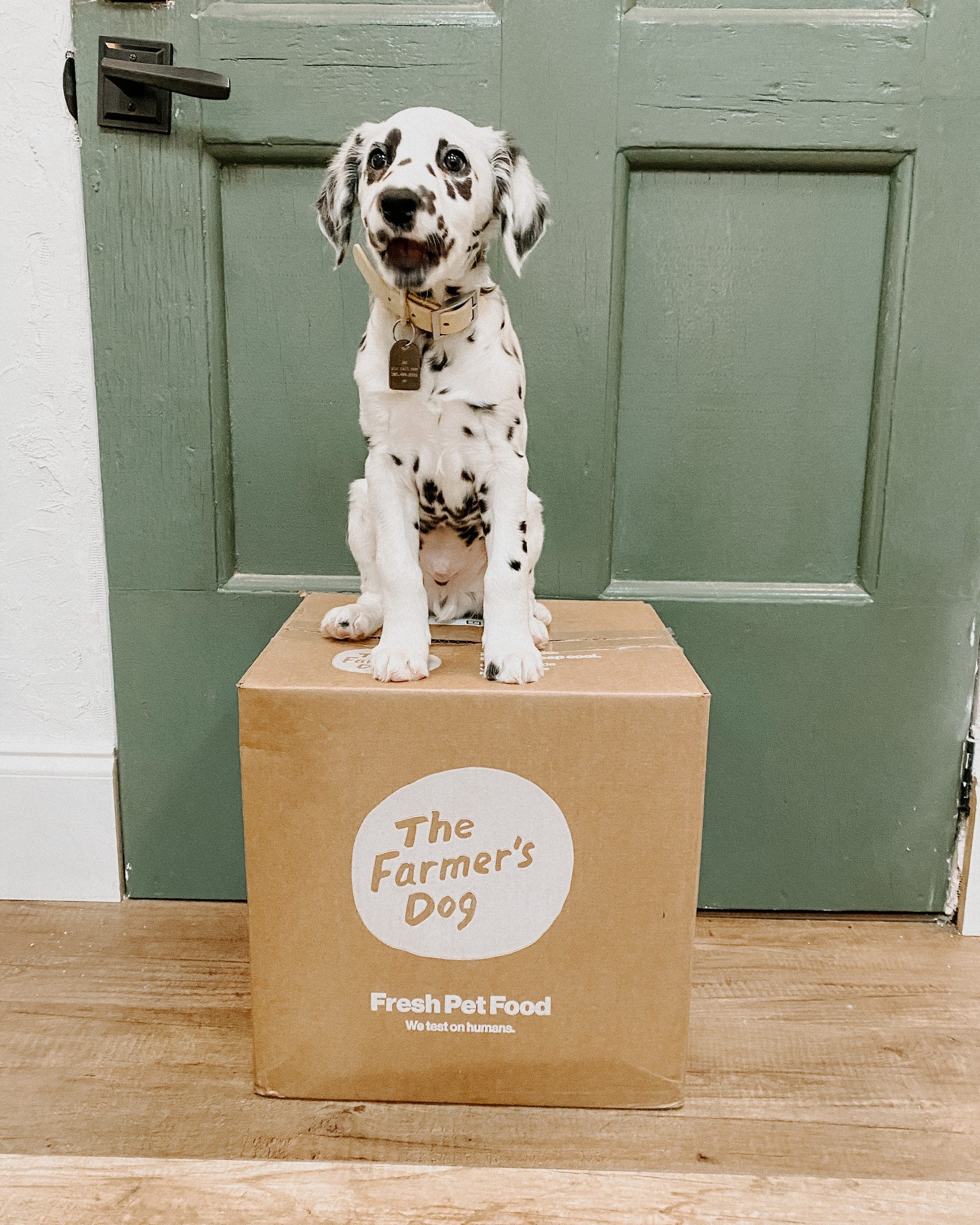 Dalmatian puppy sits proudly on a sealed box from The Farmer’s Dog, posing against a green door background.