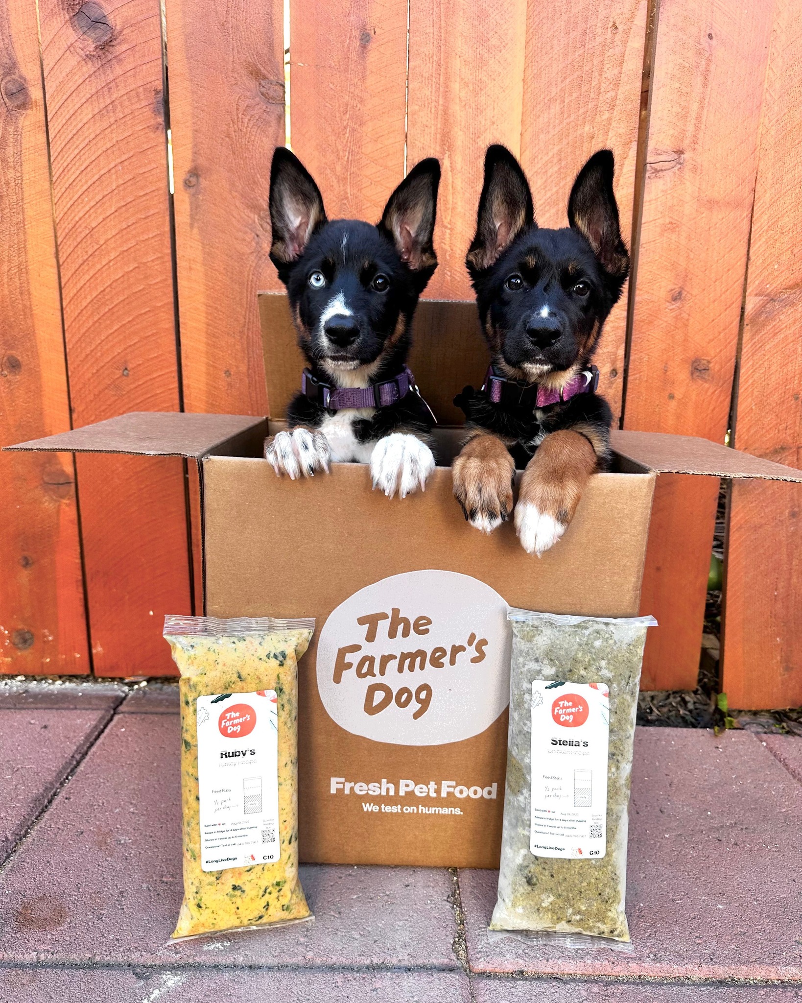 Two energetic puppies peek out of a Farmer’s Dog box, with labeled Ruby’s and Stella’s fresh food packs placed in front.
