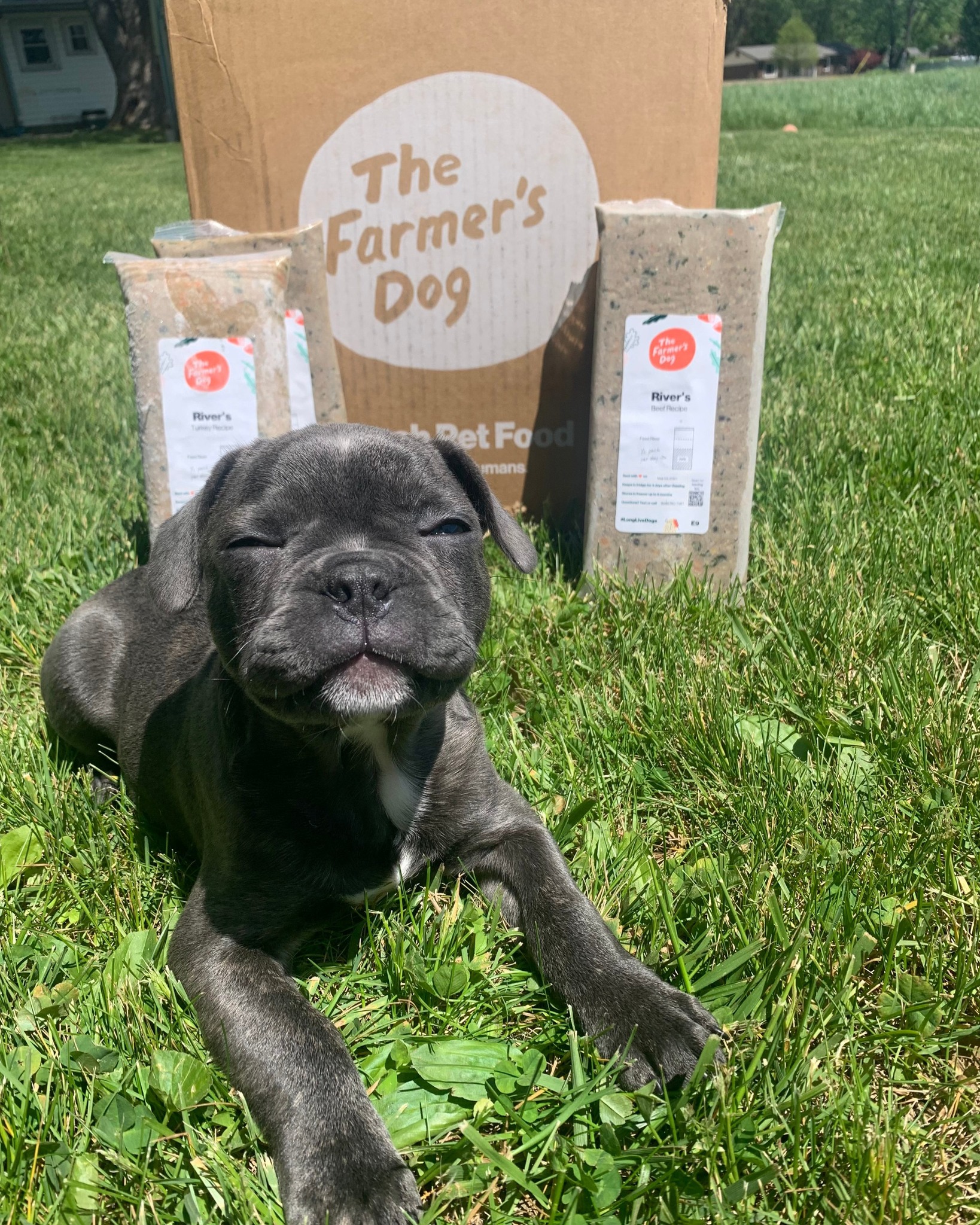 Smiling puppy lays on the grass in front of a The Farmer’s Dog box and two fresh food packs labeled with River’s name.
