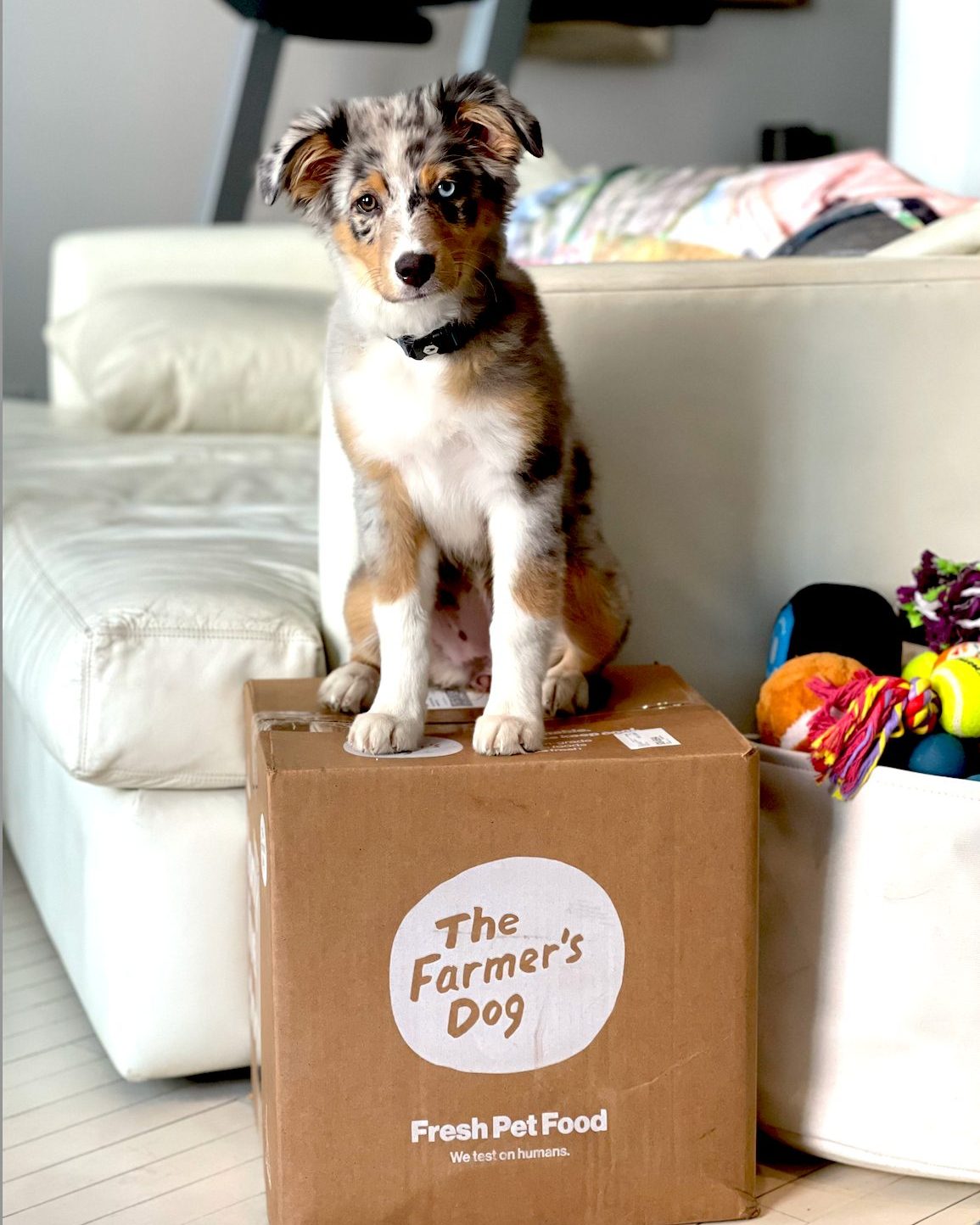 Australian Shepherd puppy with blue eyes sits on top of a Farmer’s Dog delivery box indoors, next to a toy basket.