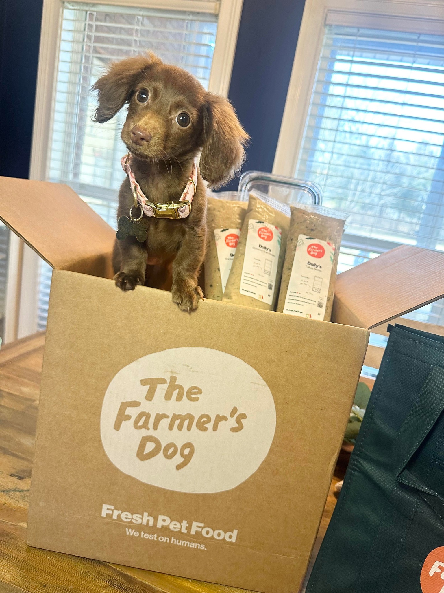 Miniature dachshund sits inside an open Farmer’s Dog box next to fresh food packs labeled Dobby’s, with branded tote in background.