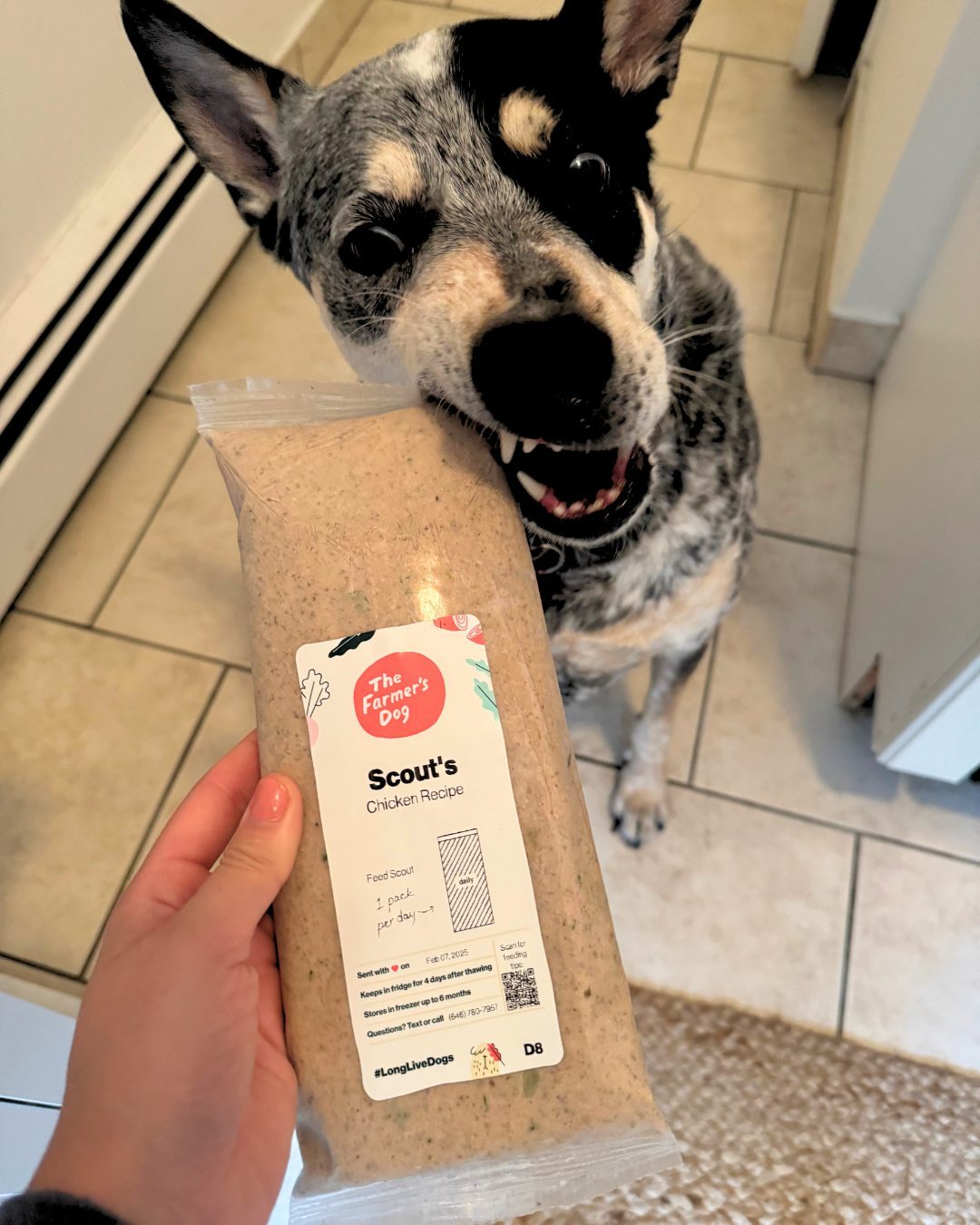 Excited black and white dog eagerly biting into a pack of The Farmer’s Dog chicken recipe fresh food labeled “Scout’s”.