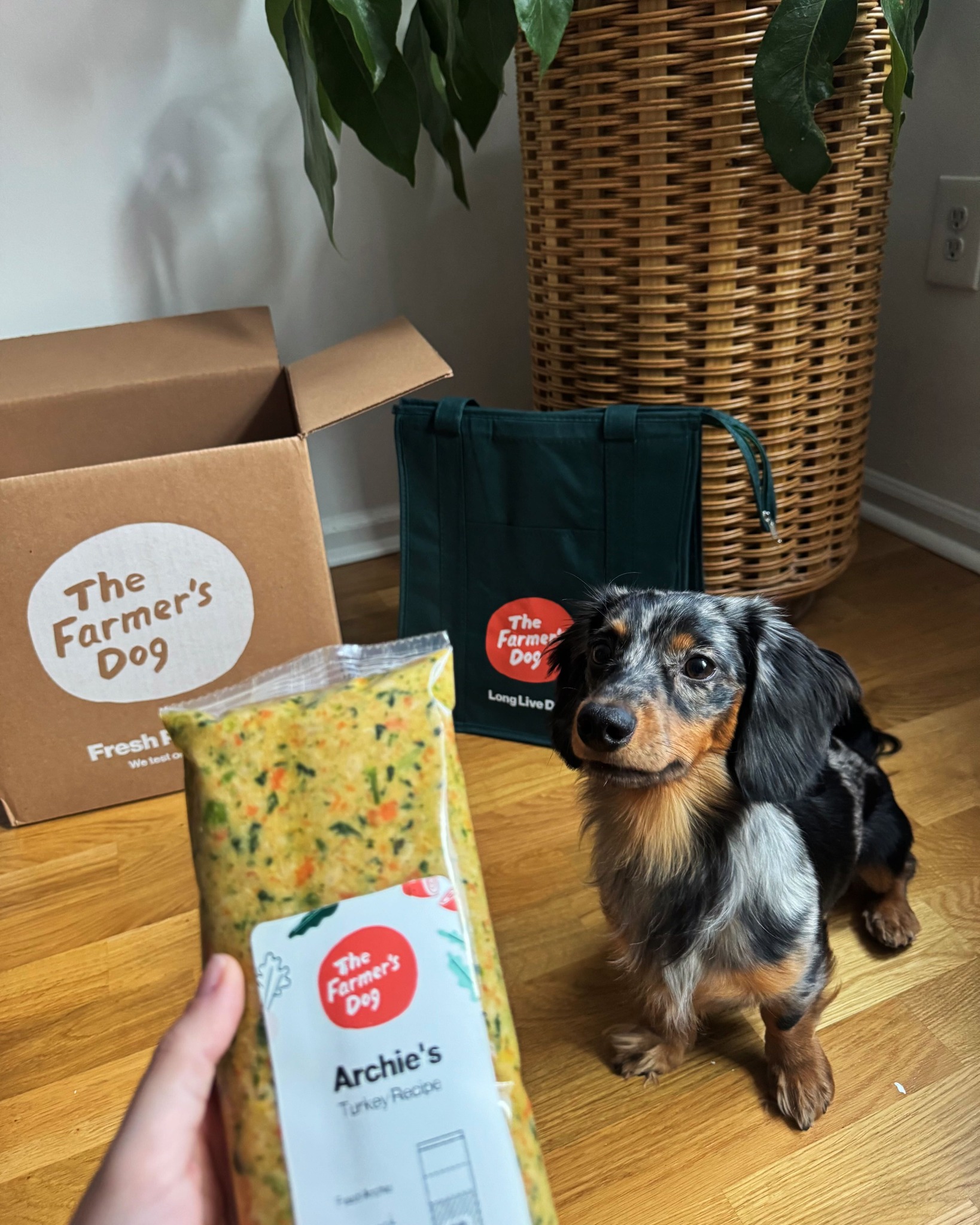 Small dachshund looking up at a pouch of The Farmer’s Dog turkey recipe labeled “Archie’s”, with branded box and tote in the background.