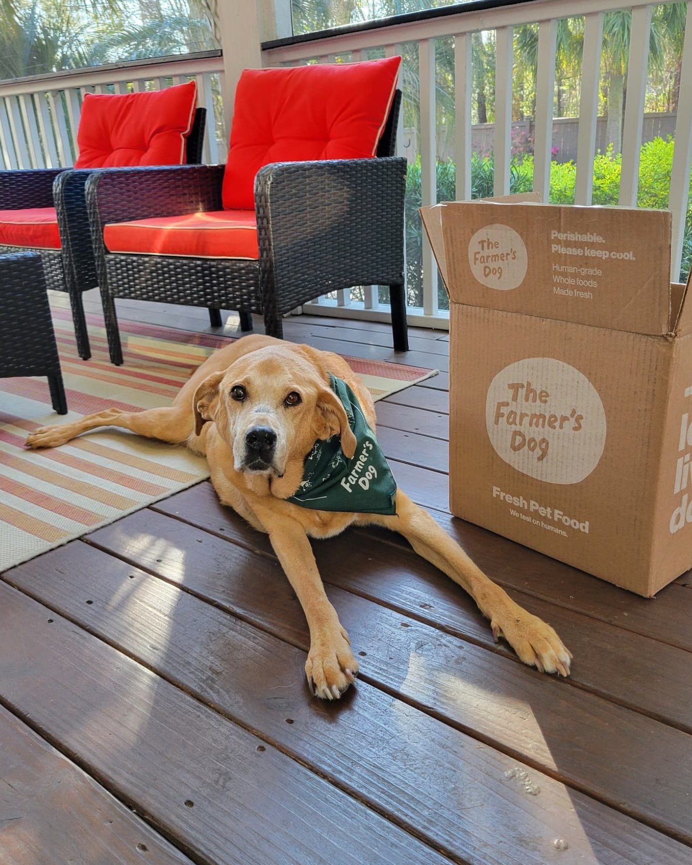 Senior dog with a green Farmer’s Dog bandana laying on a wooden porch next to a branded box of fresh pet food.