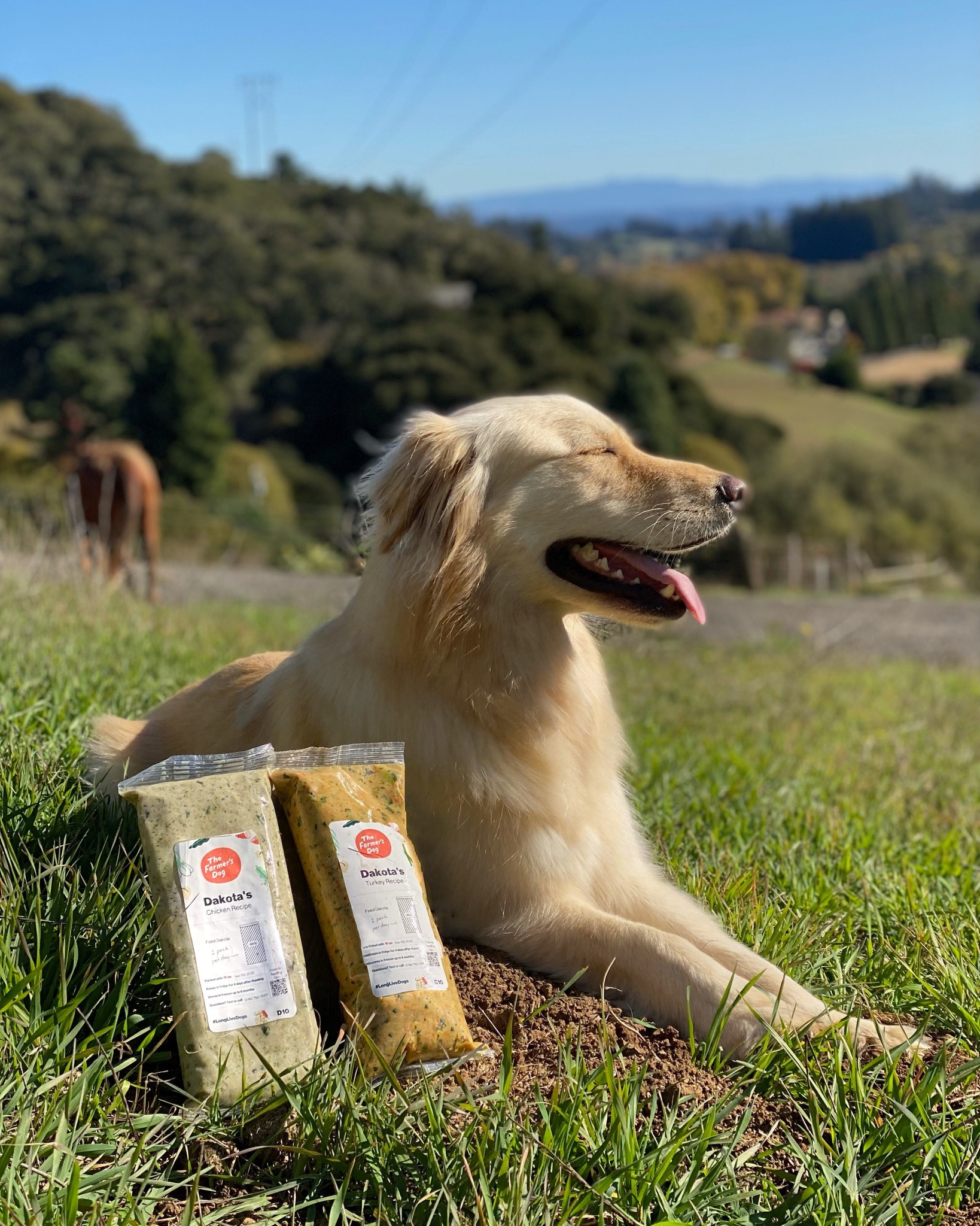 Golden Retriever relaxing outdoors beside two pouches of The Farmer’s Dog labeled “Dakota’s”, with scenic hills in the background.