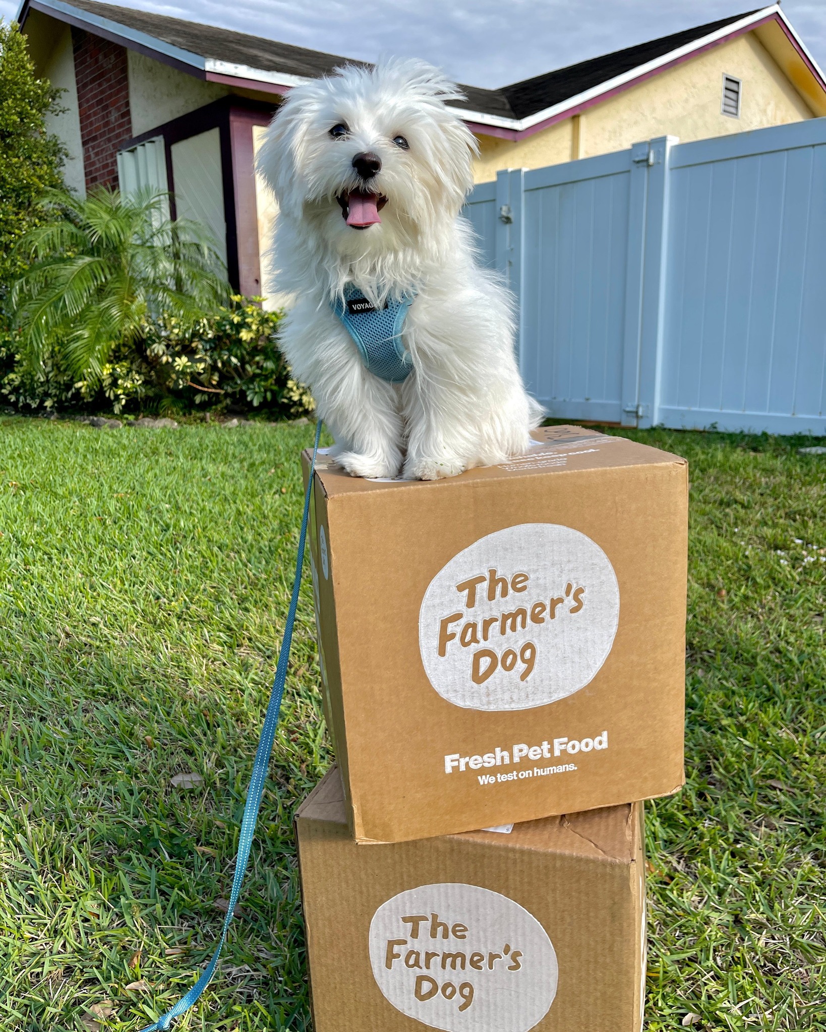 Small white dog with a blue harness sitting on top of two stacked boxes of The Farmer’s Dog in a backyard setting.